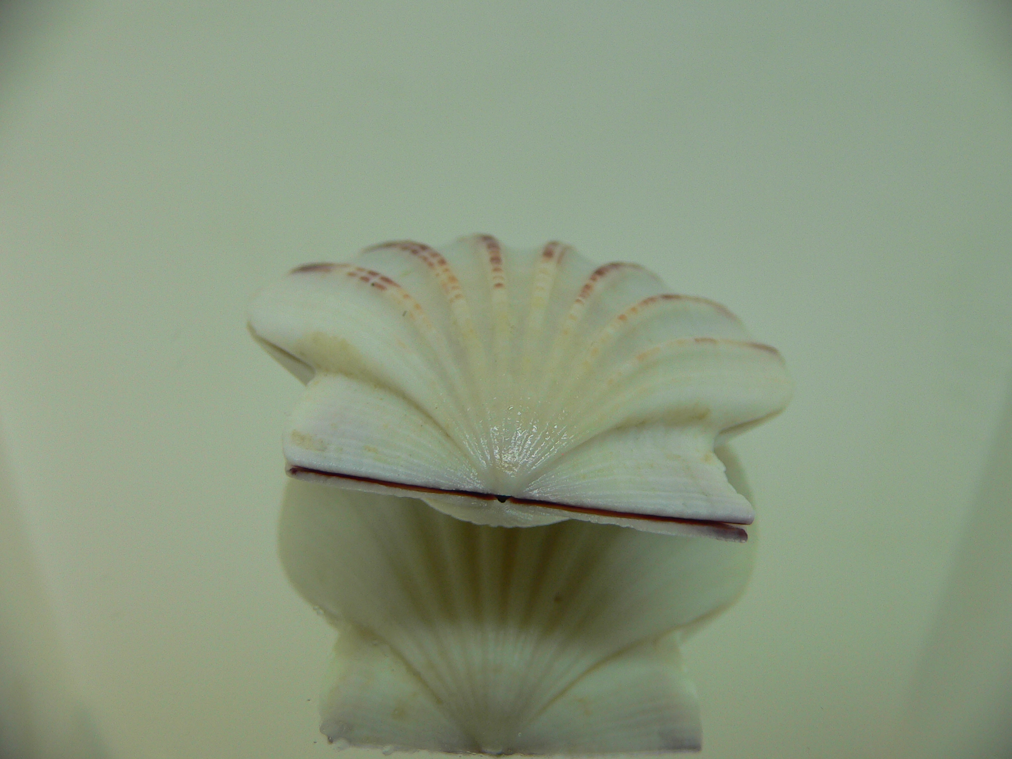 Equichlamys bifrons RARE & RAYS