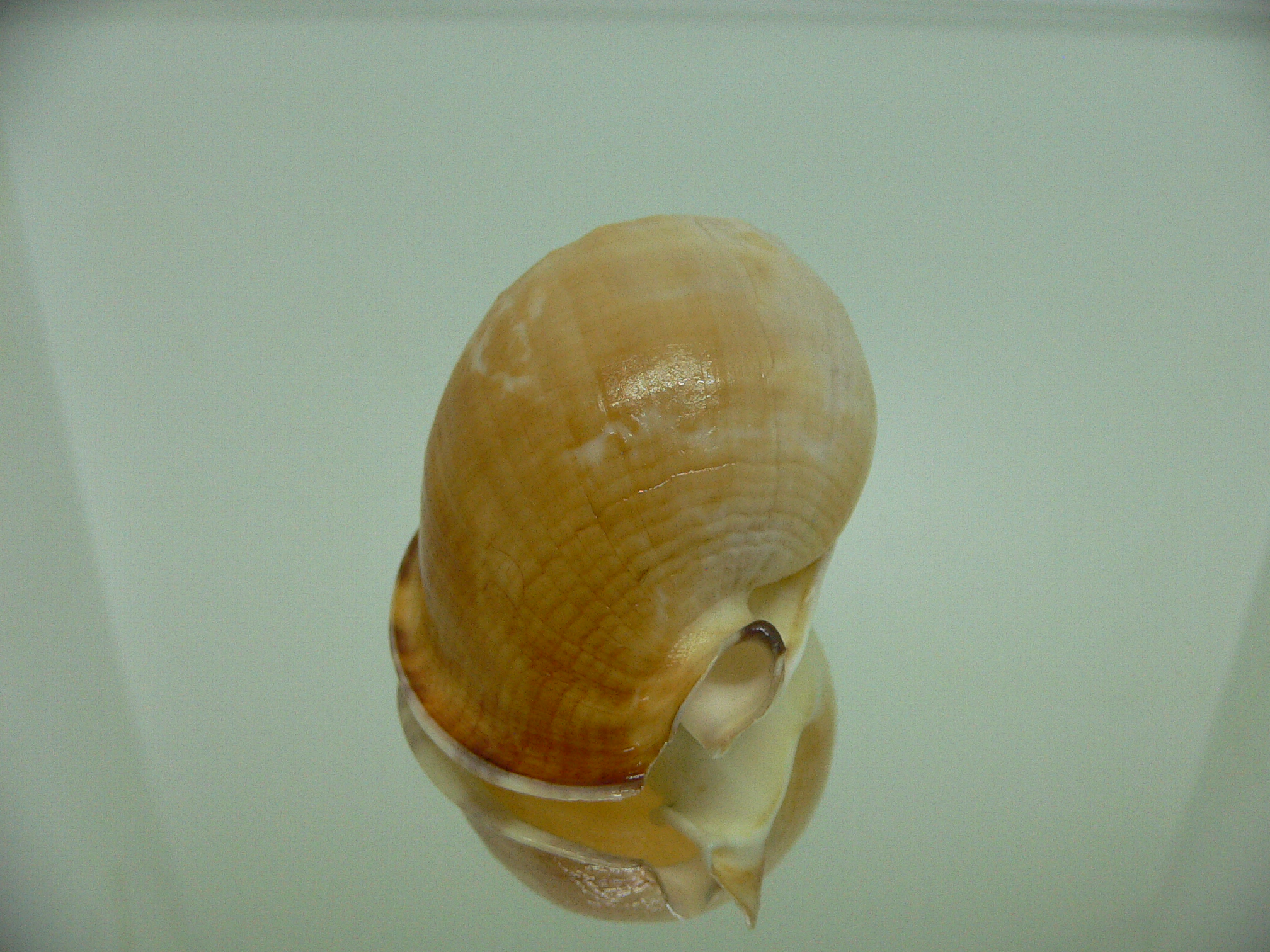 Echinophoria wyvillei oschei (var.) DWARF