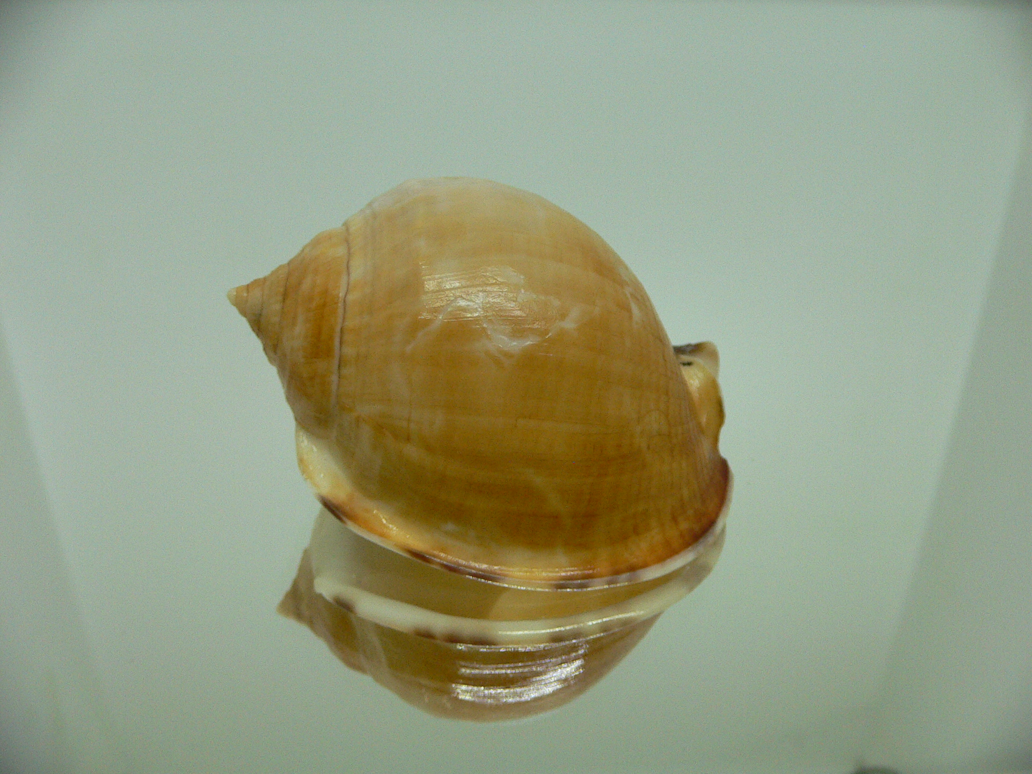 Echinophoria wyvillei oschei (var.) DWARF
