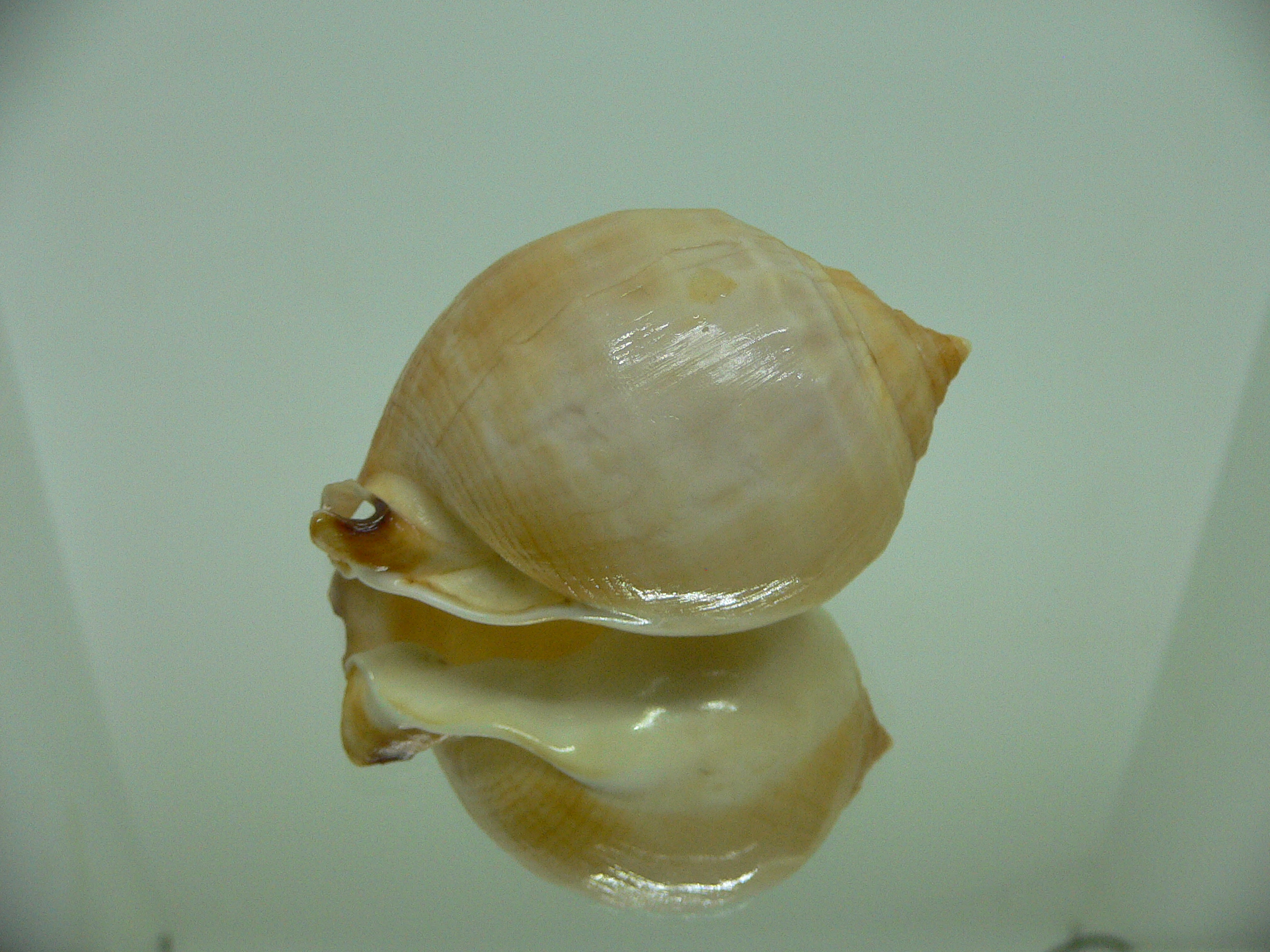 Echinophoria wyvillei oschei (var.) DWARF