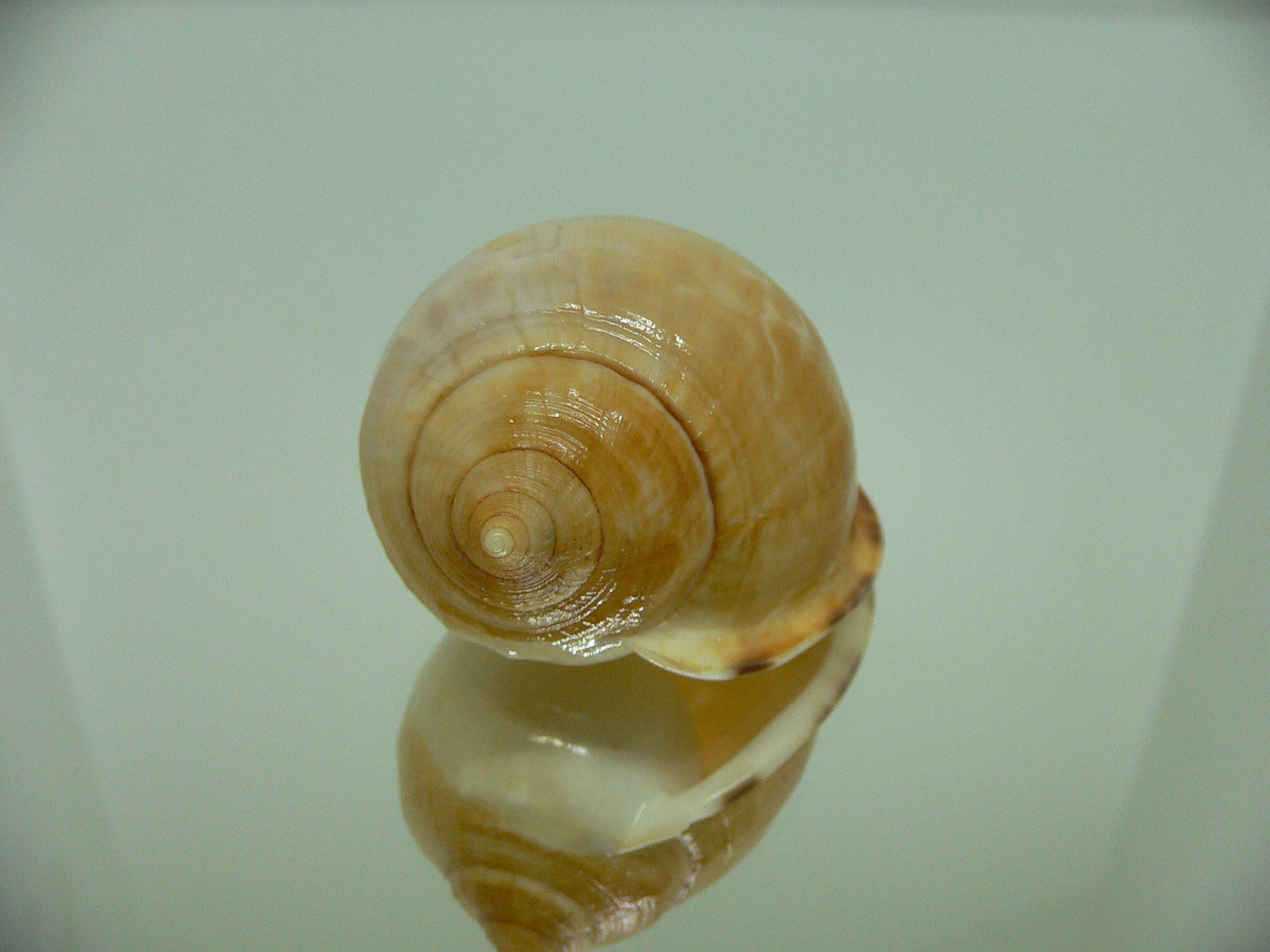 Echinophoria wyvillei oschei (var.) DWARF