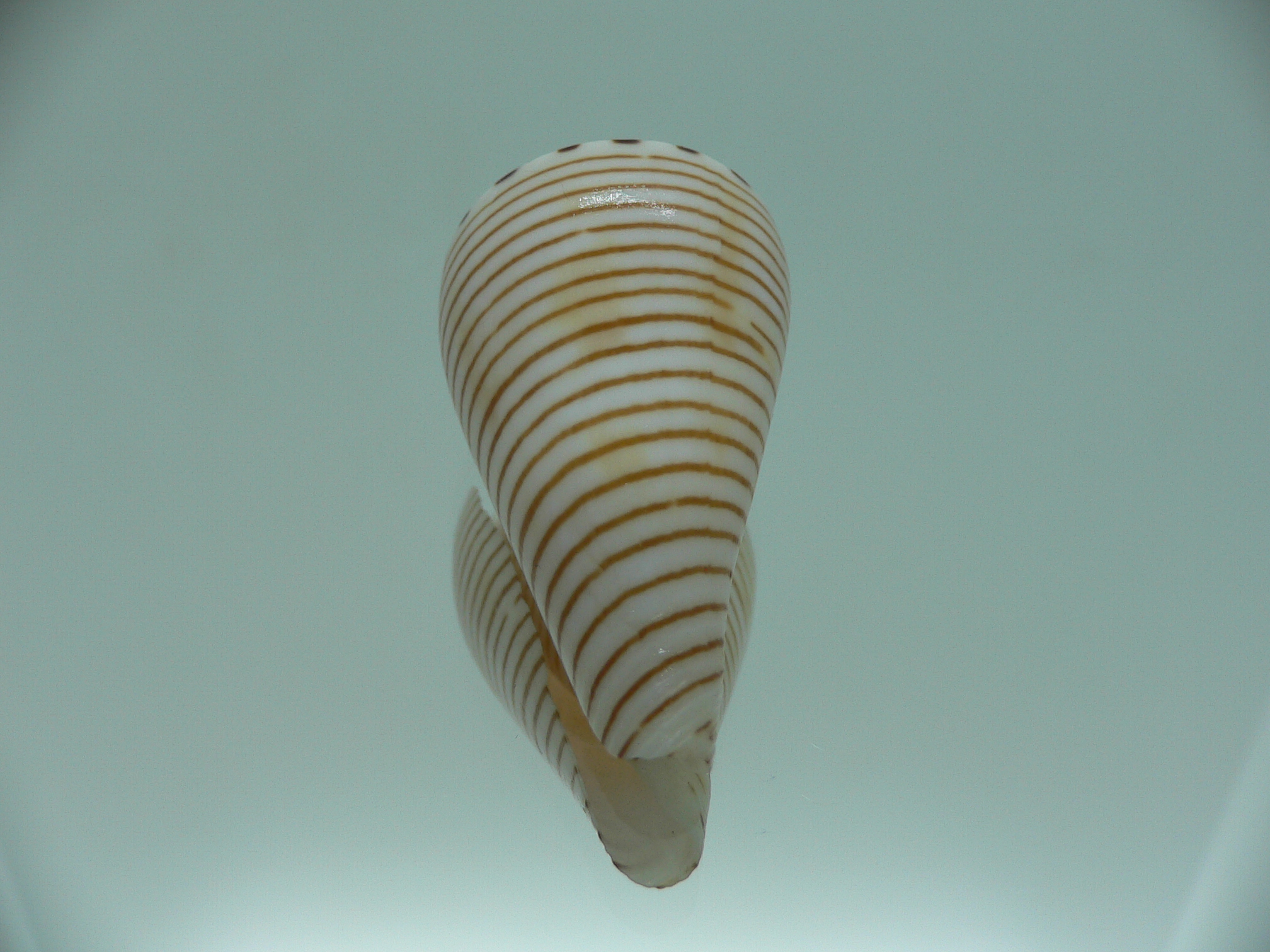 Conus hirasei