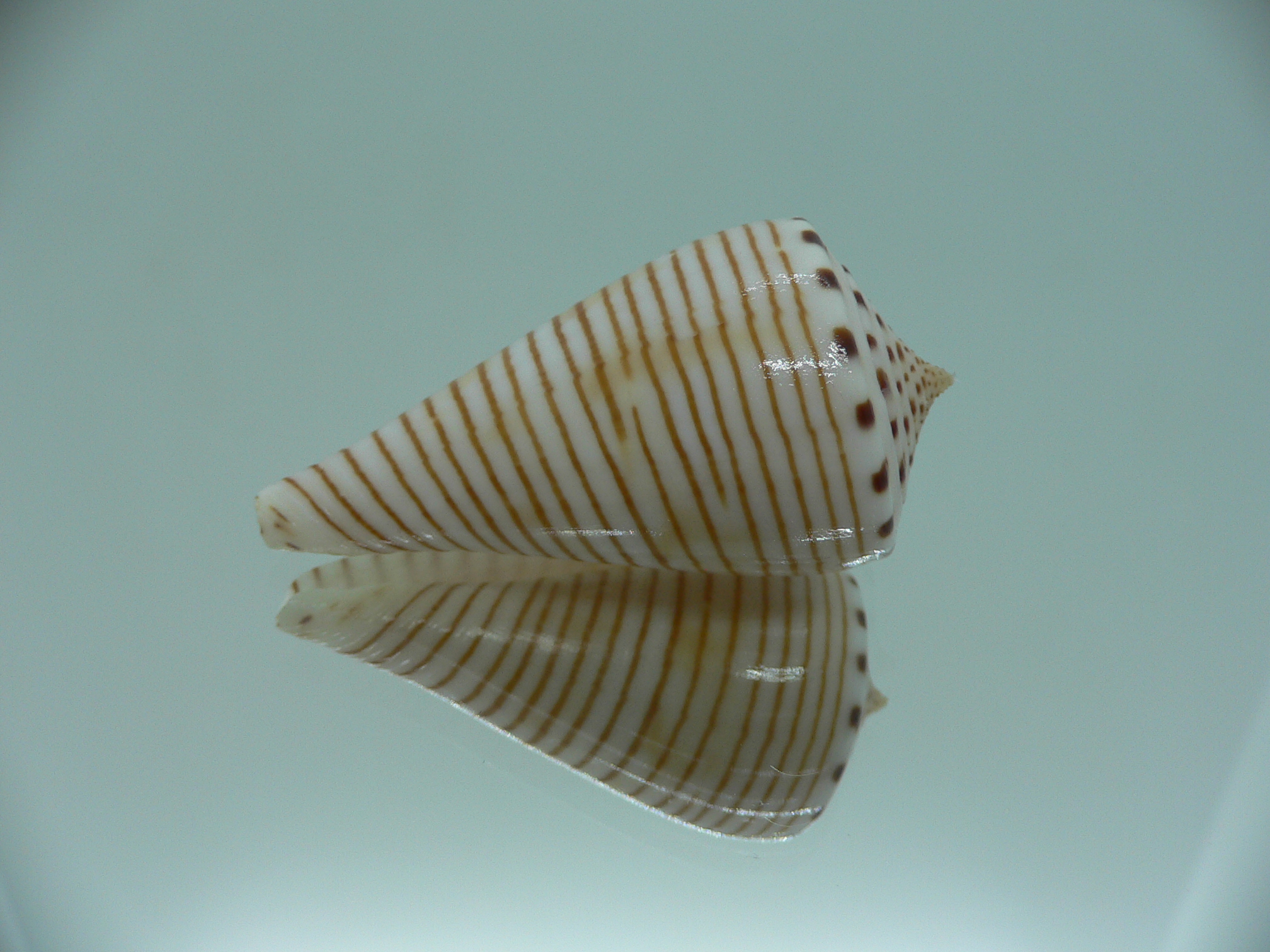 Conus hirasei