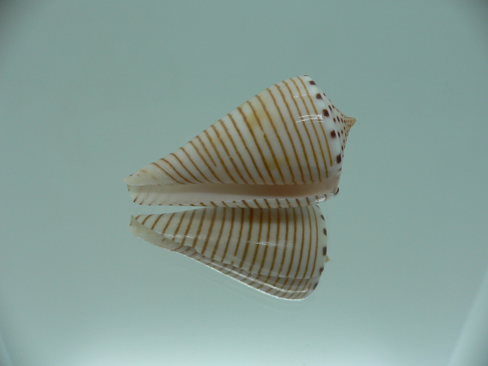 Conus hirasei