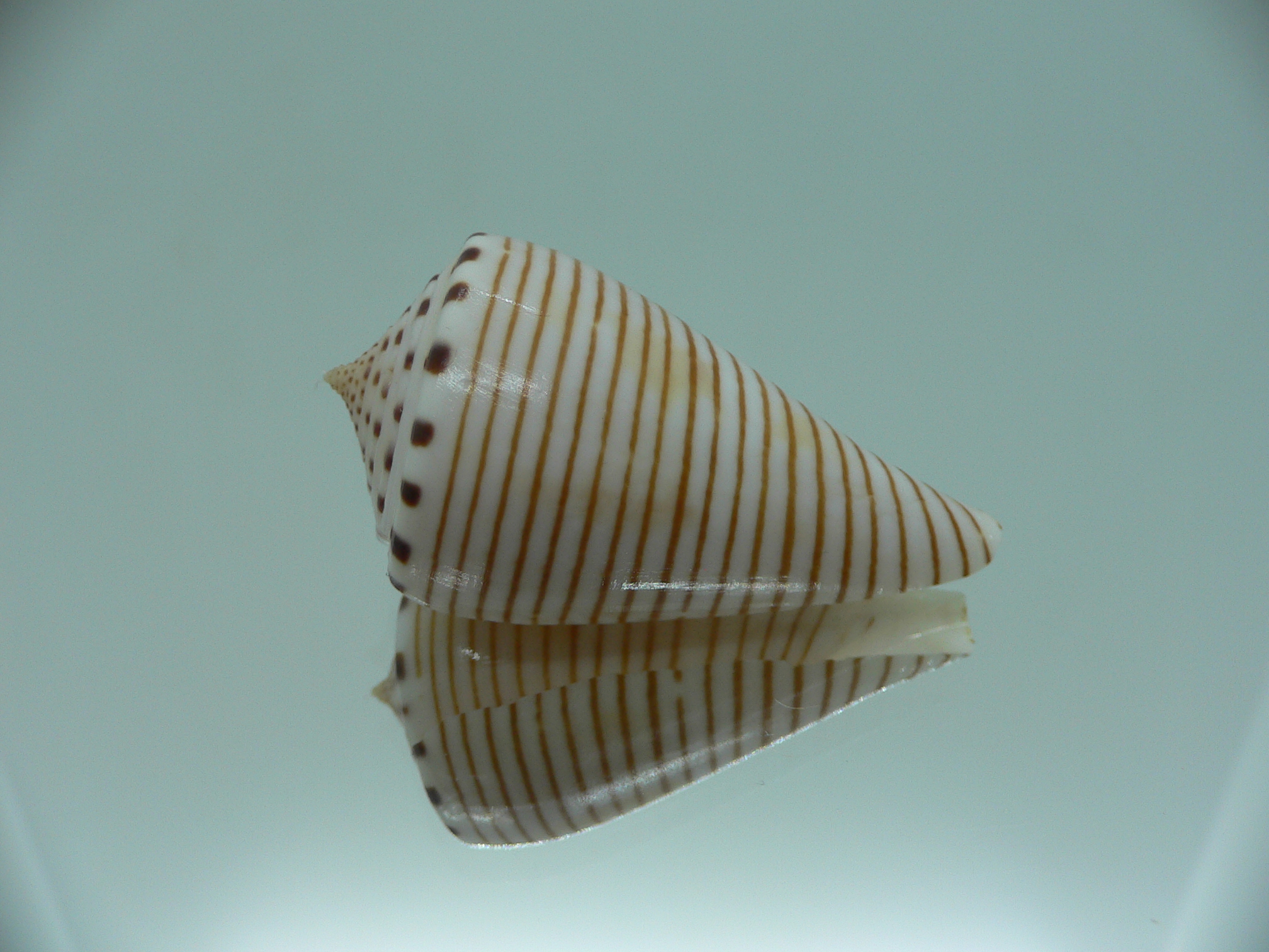 Conus hirasei