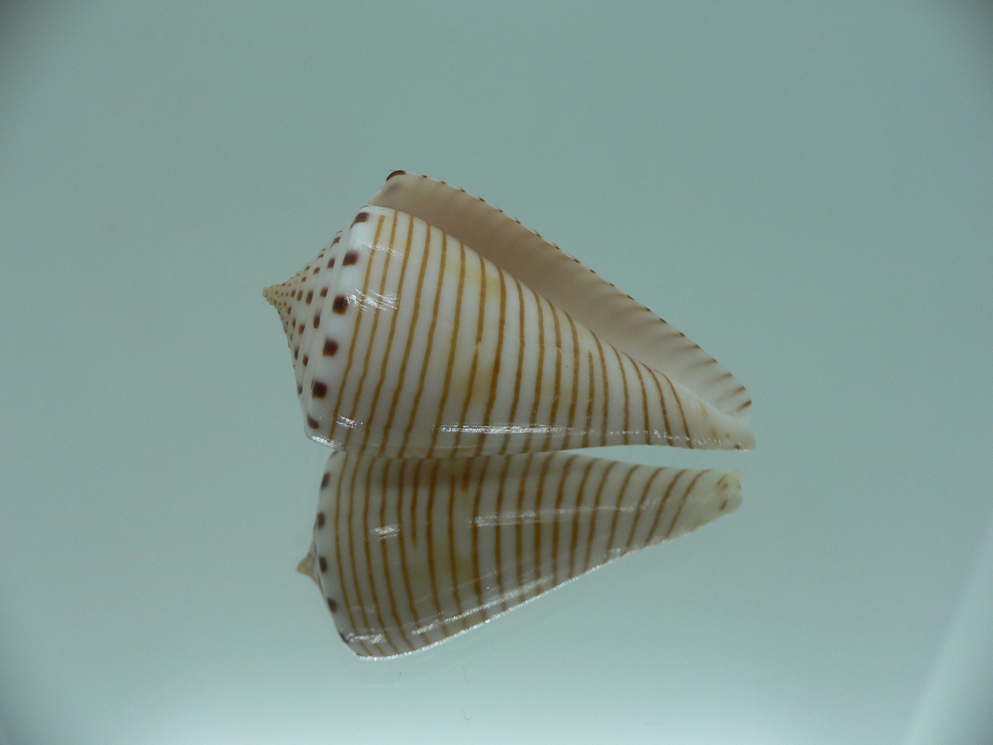 Conus hirasei