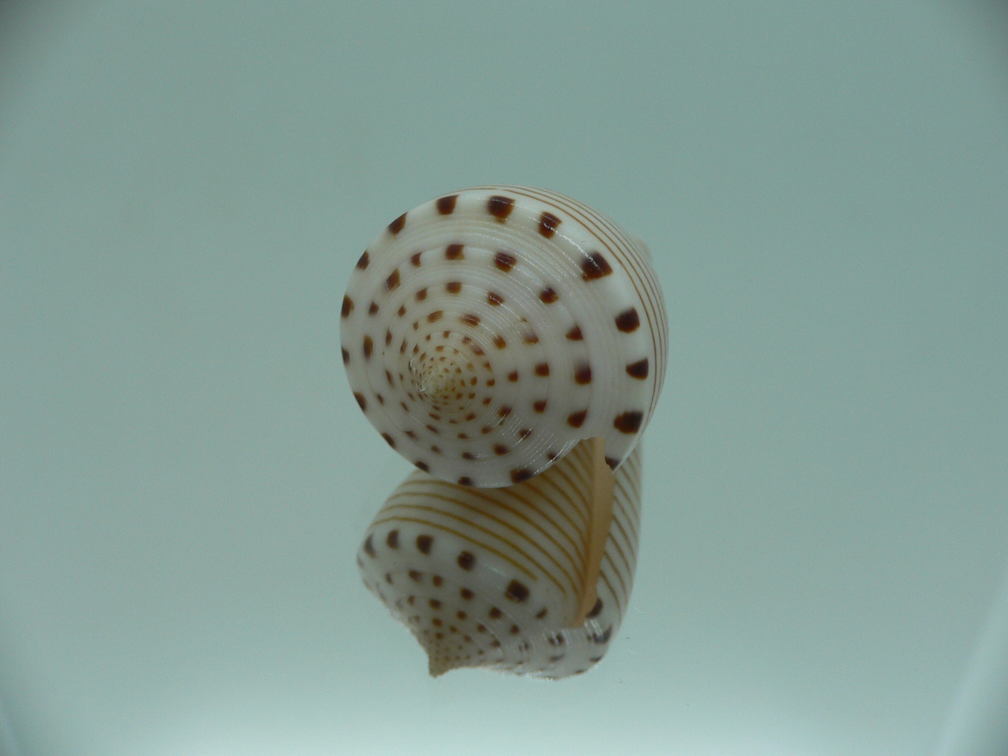 Conus hirasei