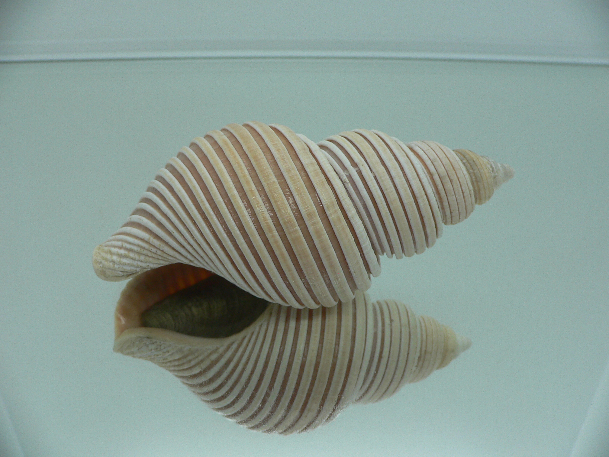 Ancistrolepis vietnamensis