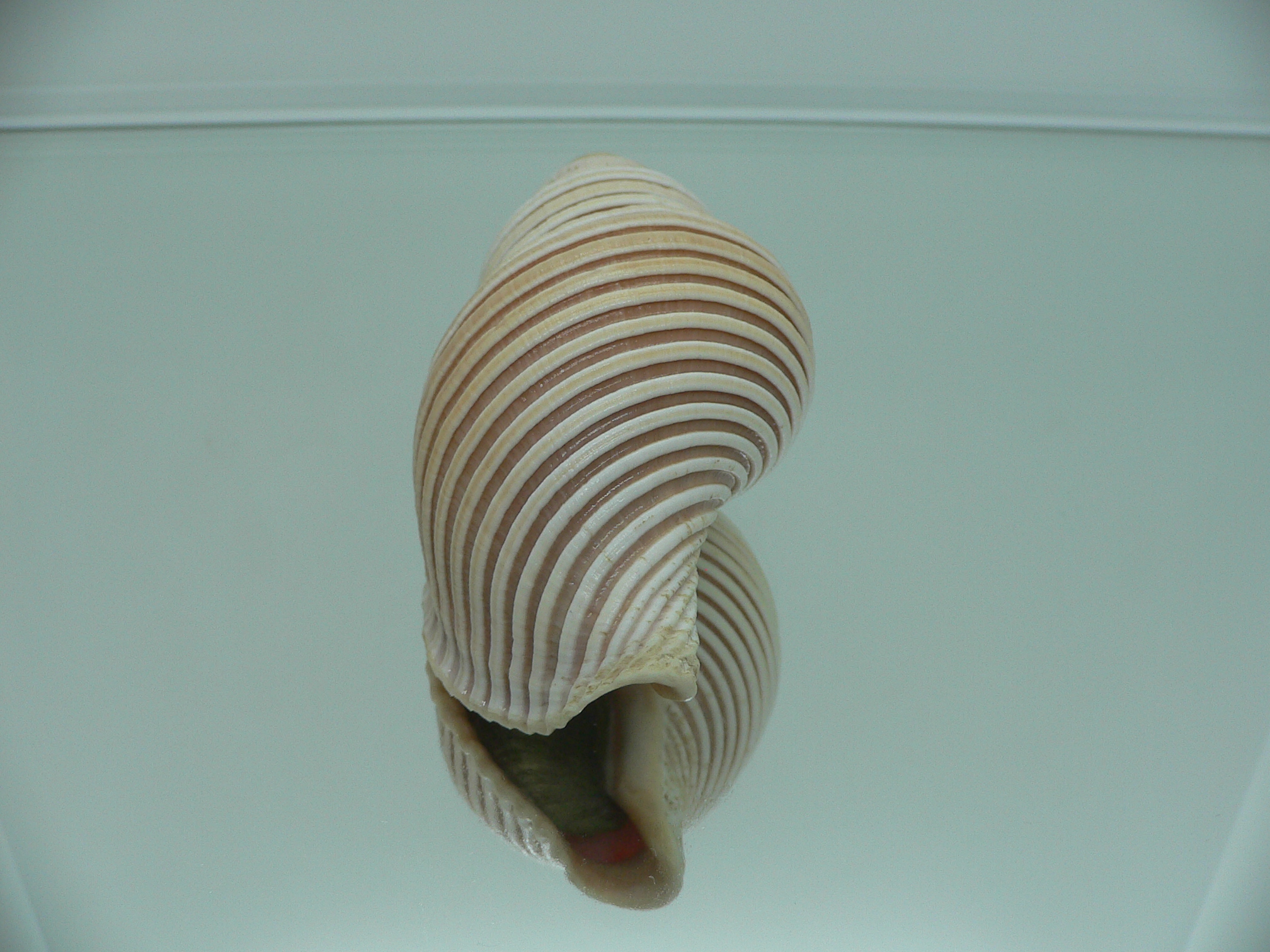 Ancistrolepis vietnamensis