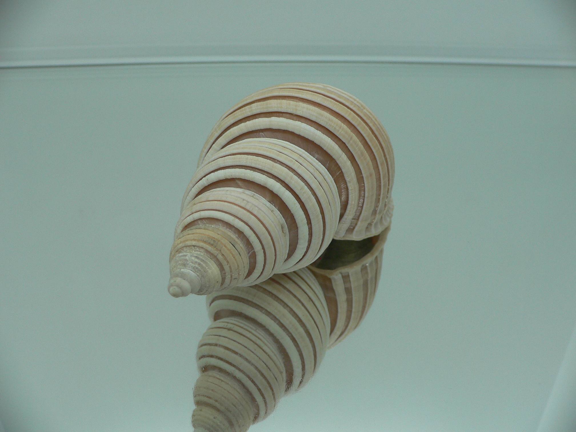 Ancistrolepis vietnamensis