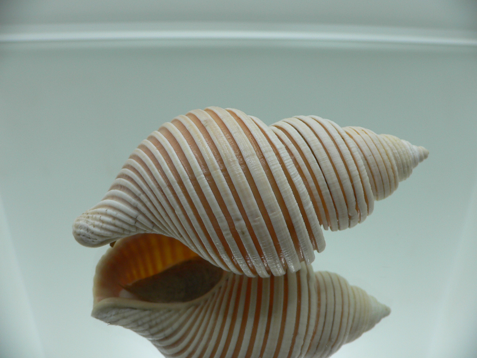 Ancistrolepis vietnamensis