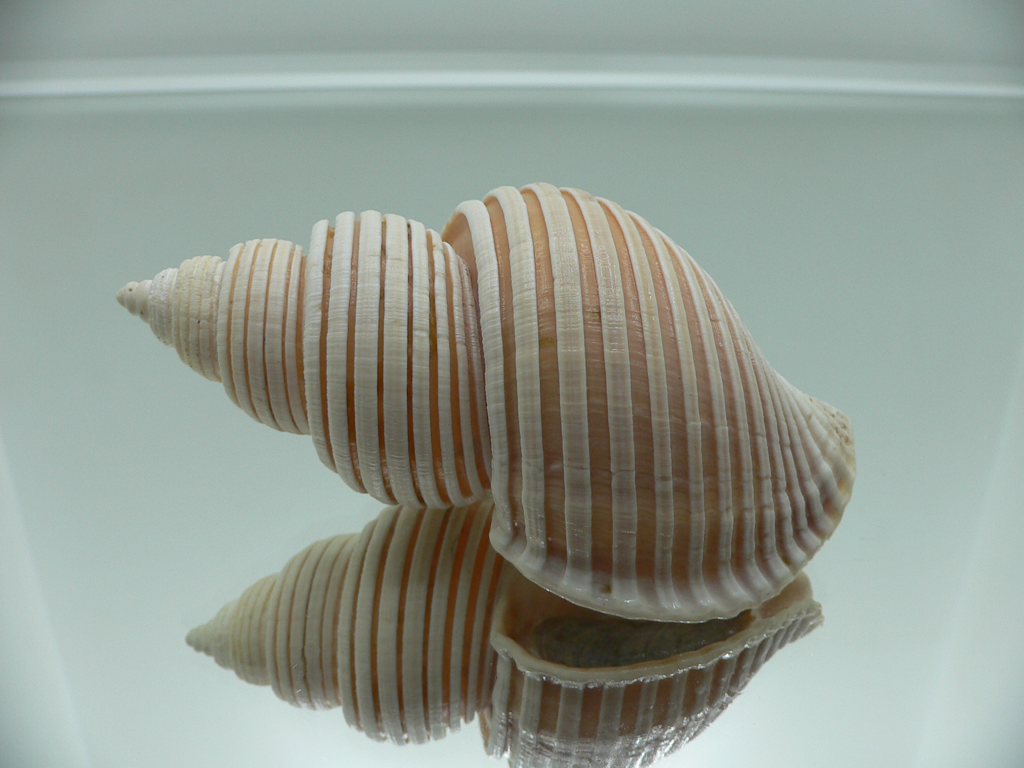 Ancistrolepis vietnamensis