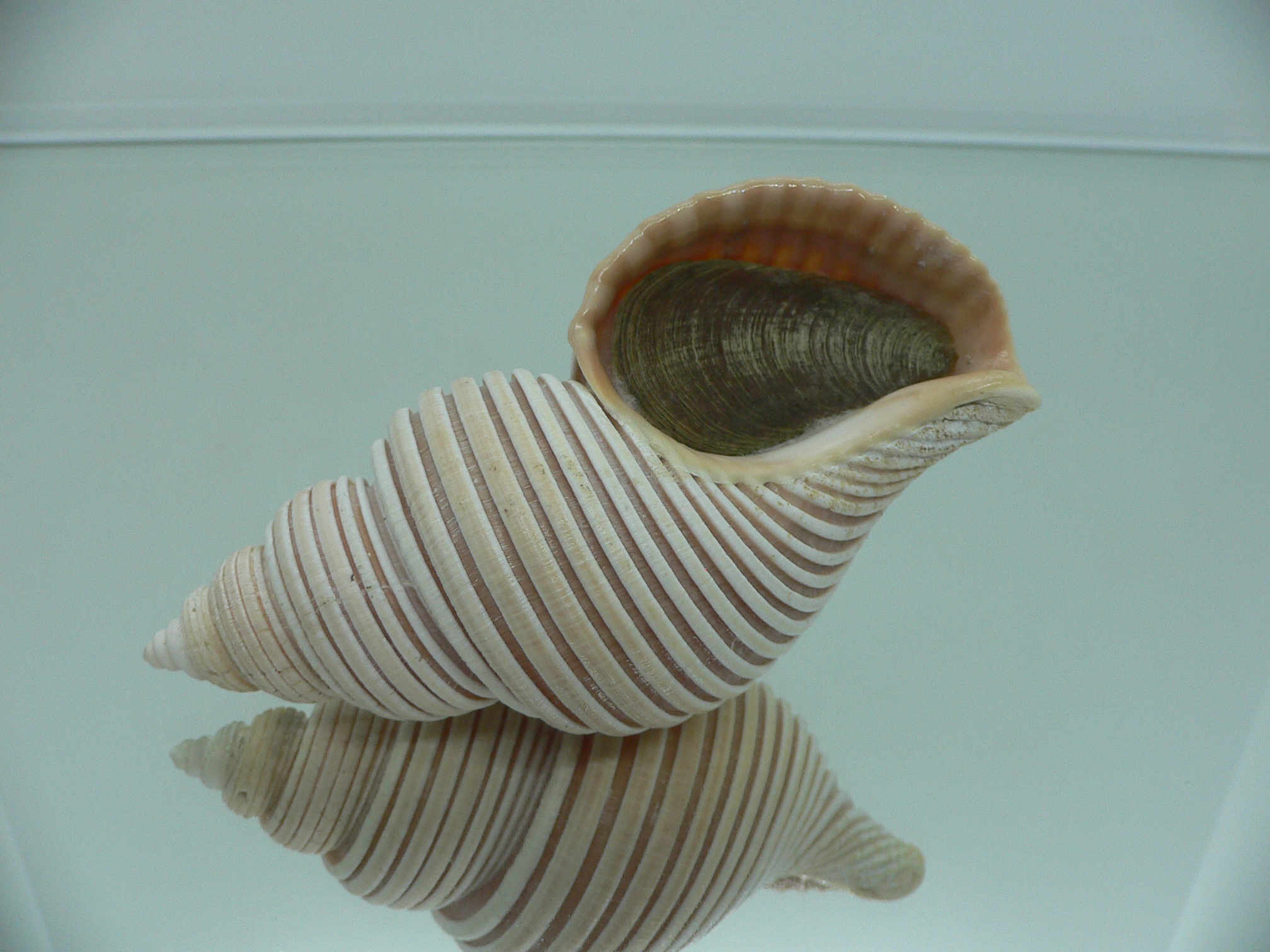 Ancistrolepis vietnamensis