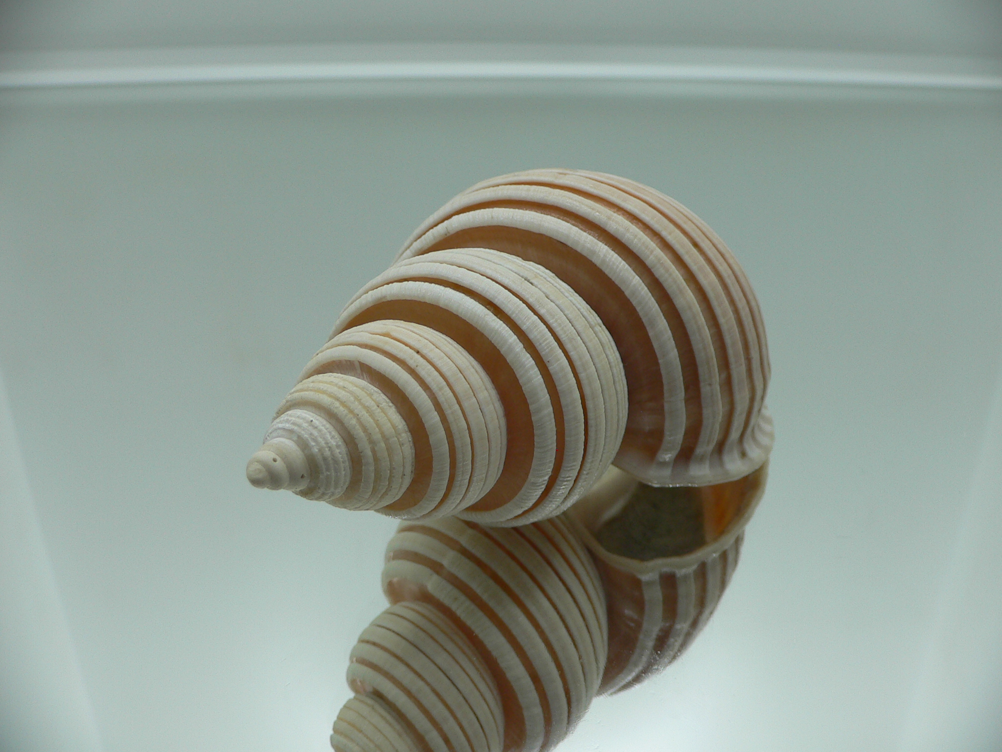 Ancistrolepis vietnamensis