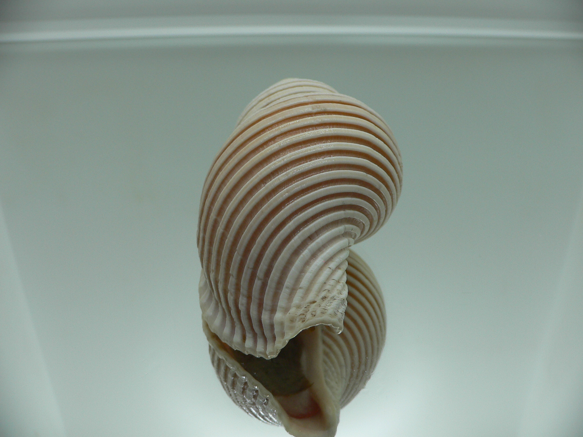 Ancistrolepis vietnamensis