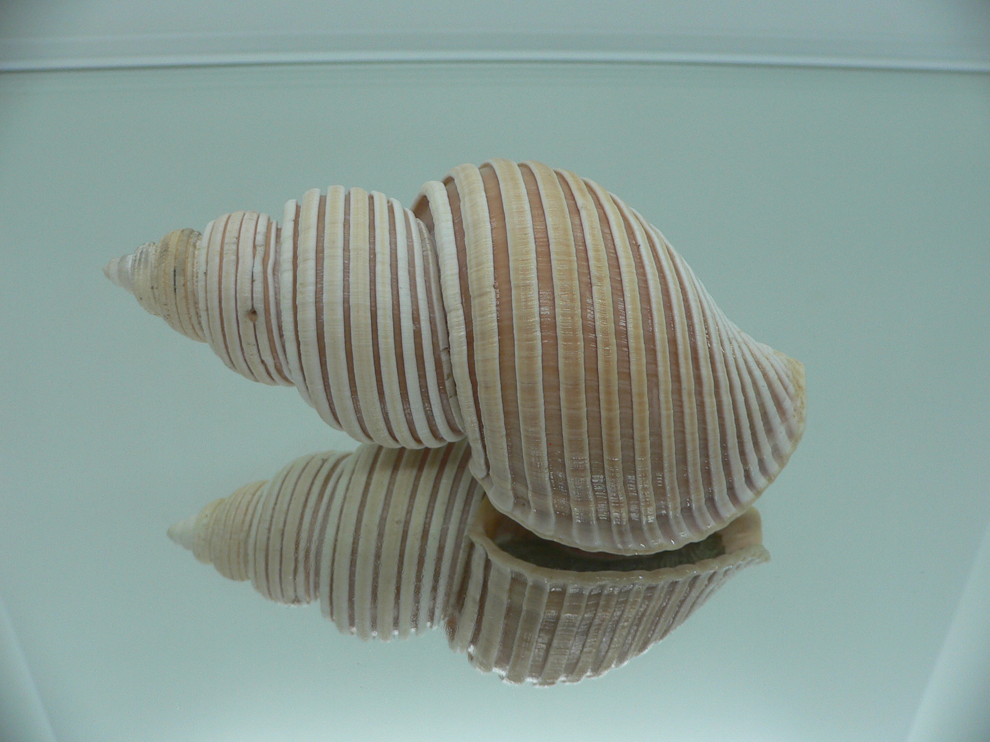 Ancistrolepis vietnamensis