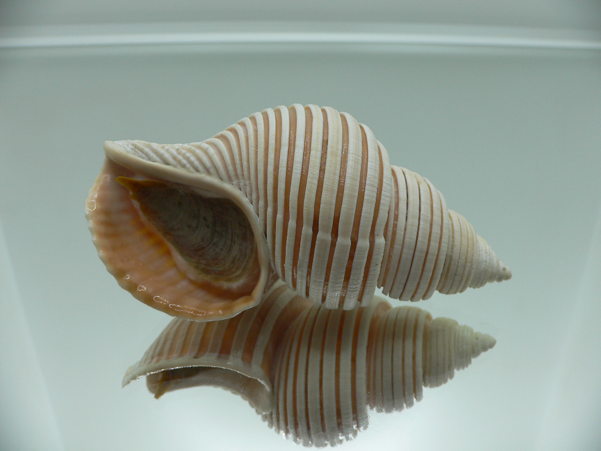 Ancistrolepis vietnamensis