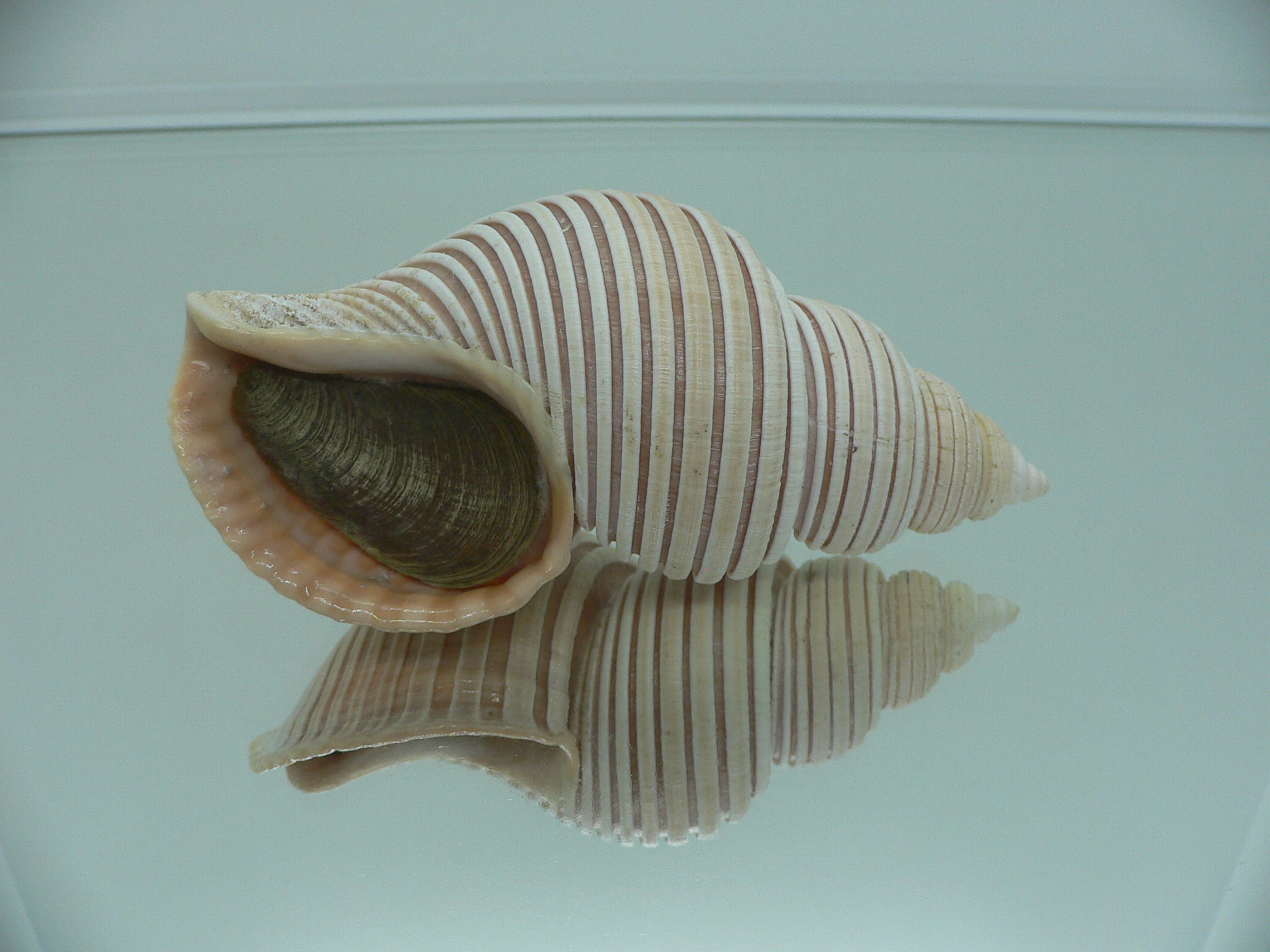 Ancistrolepis vietnamensis
