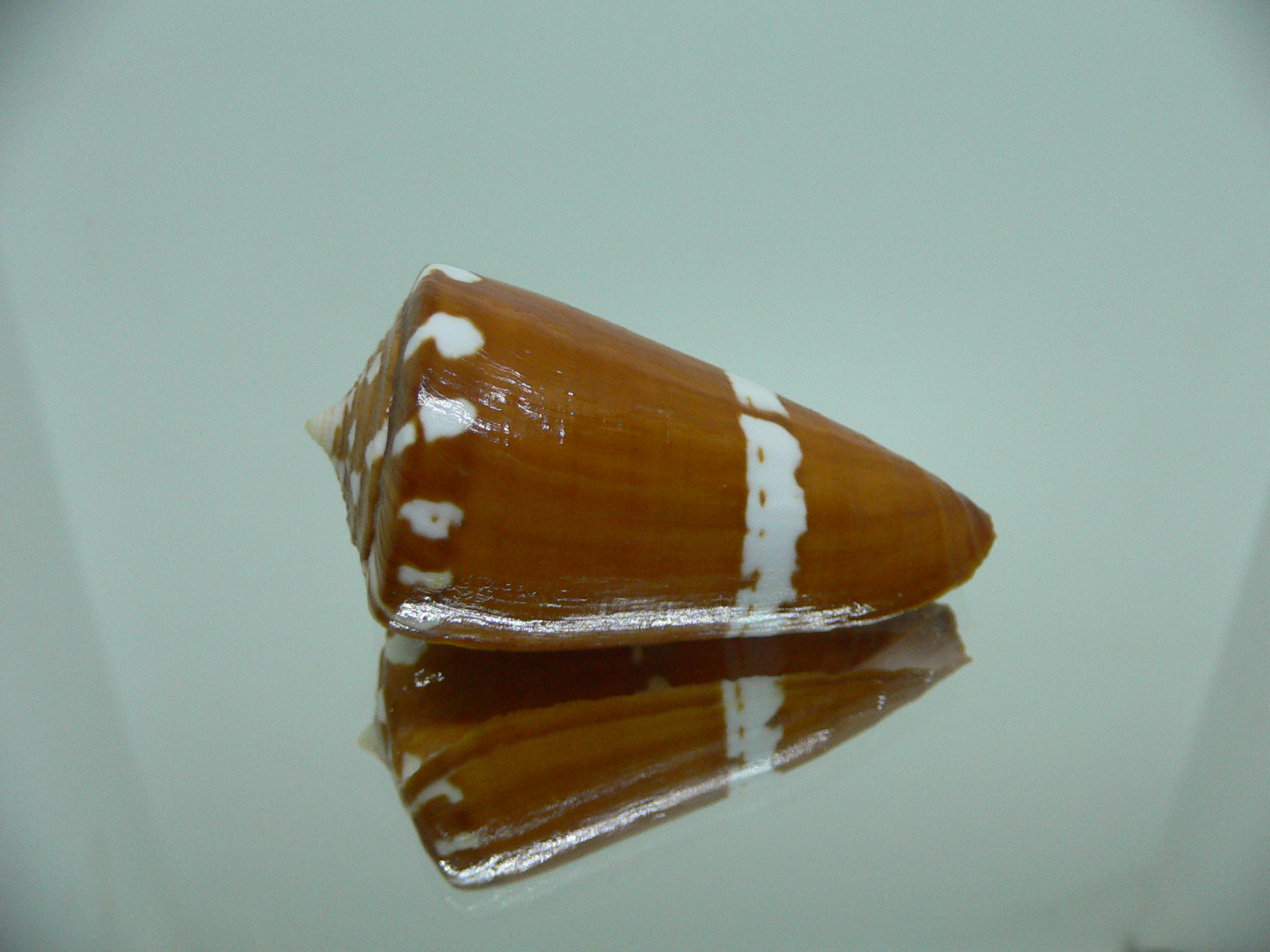Conus litoglyphus RUSTY COLOR