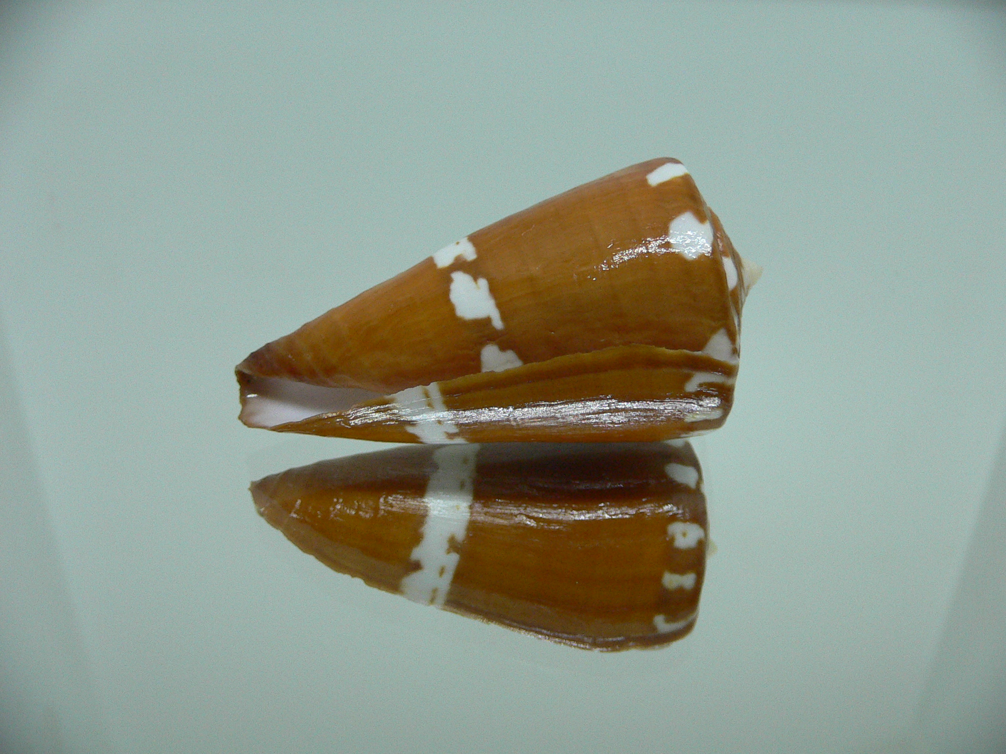 Conus litoglyphus RUSTY COLOR