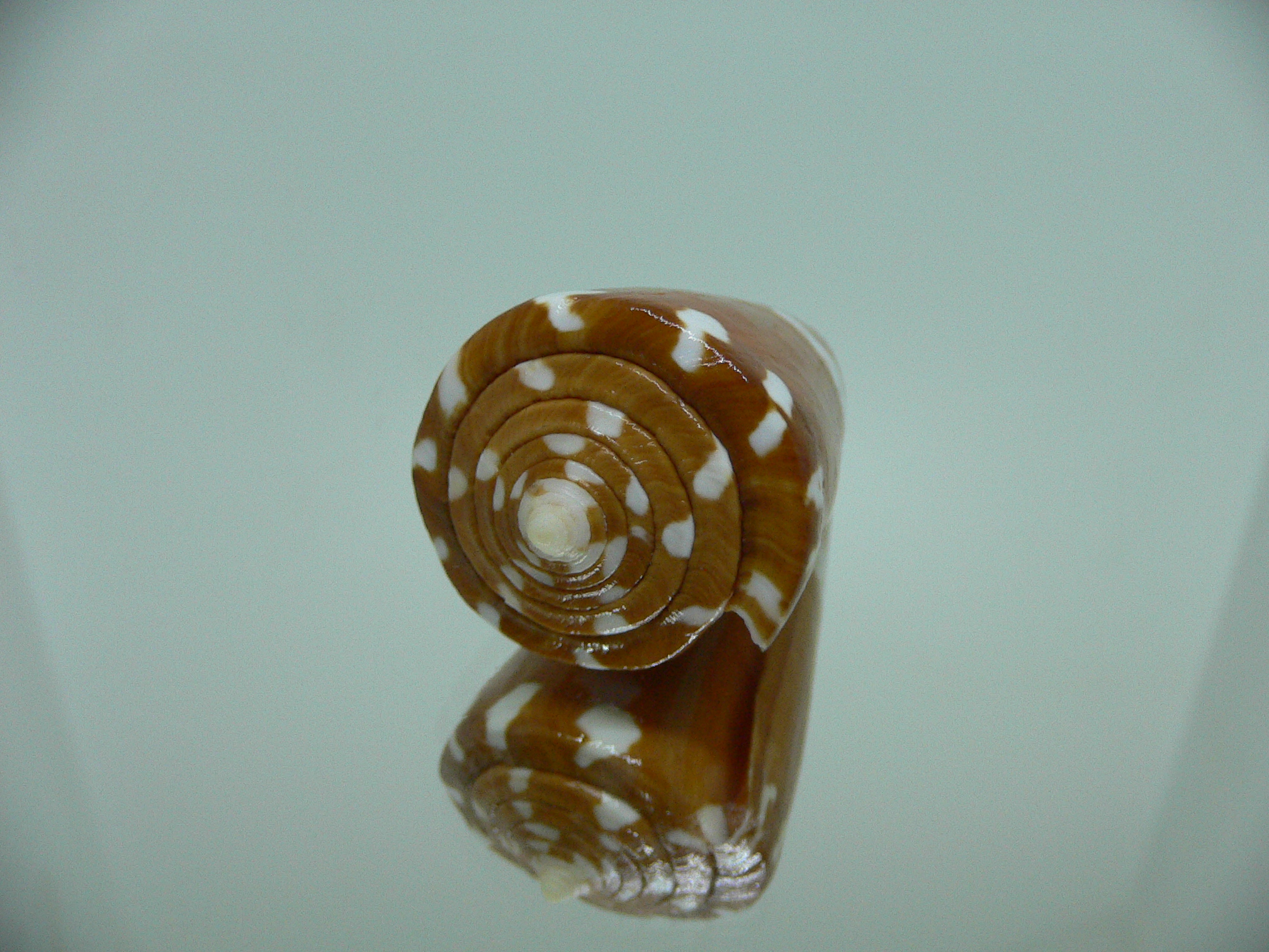 Conus litoglyphus RUSTY COLOR