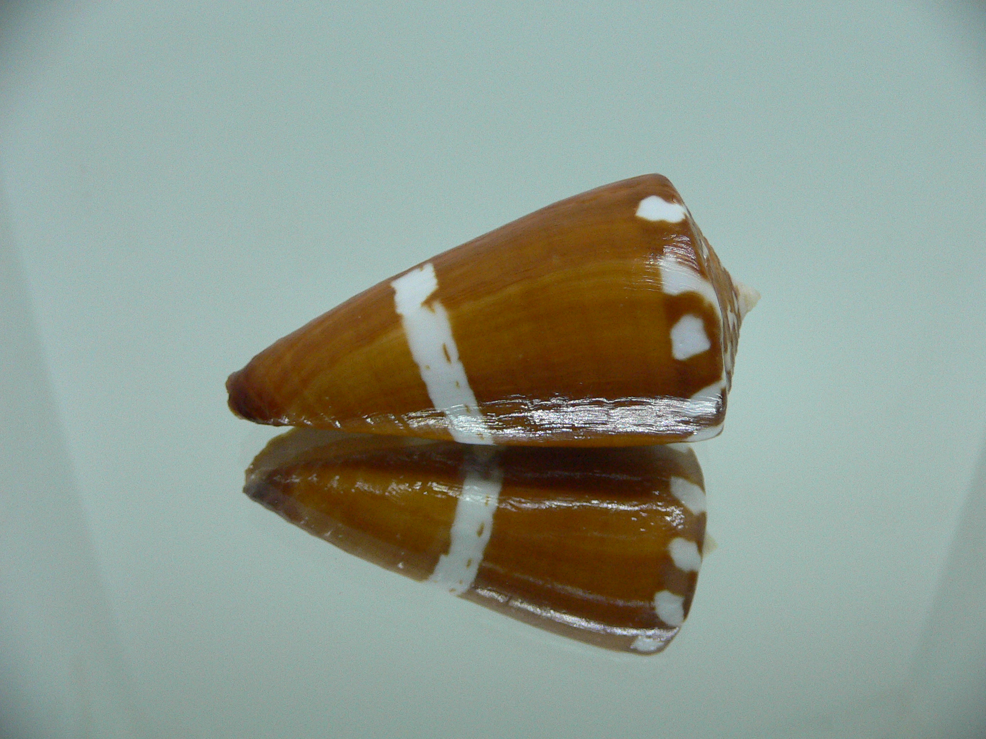 Conus litoglyphus RUSTY COLOR