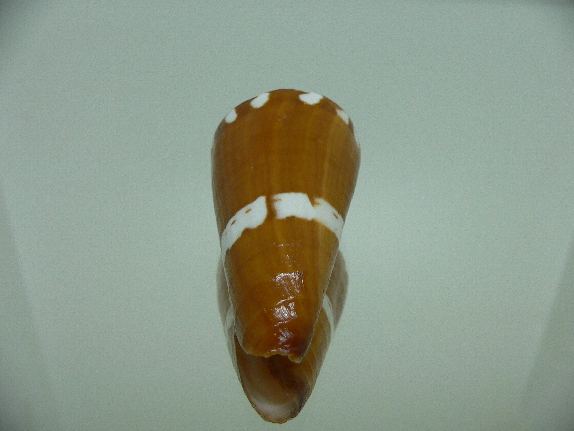 Conus litoglyphus RUSTY COLOR