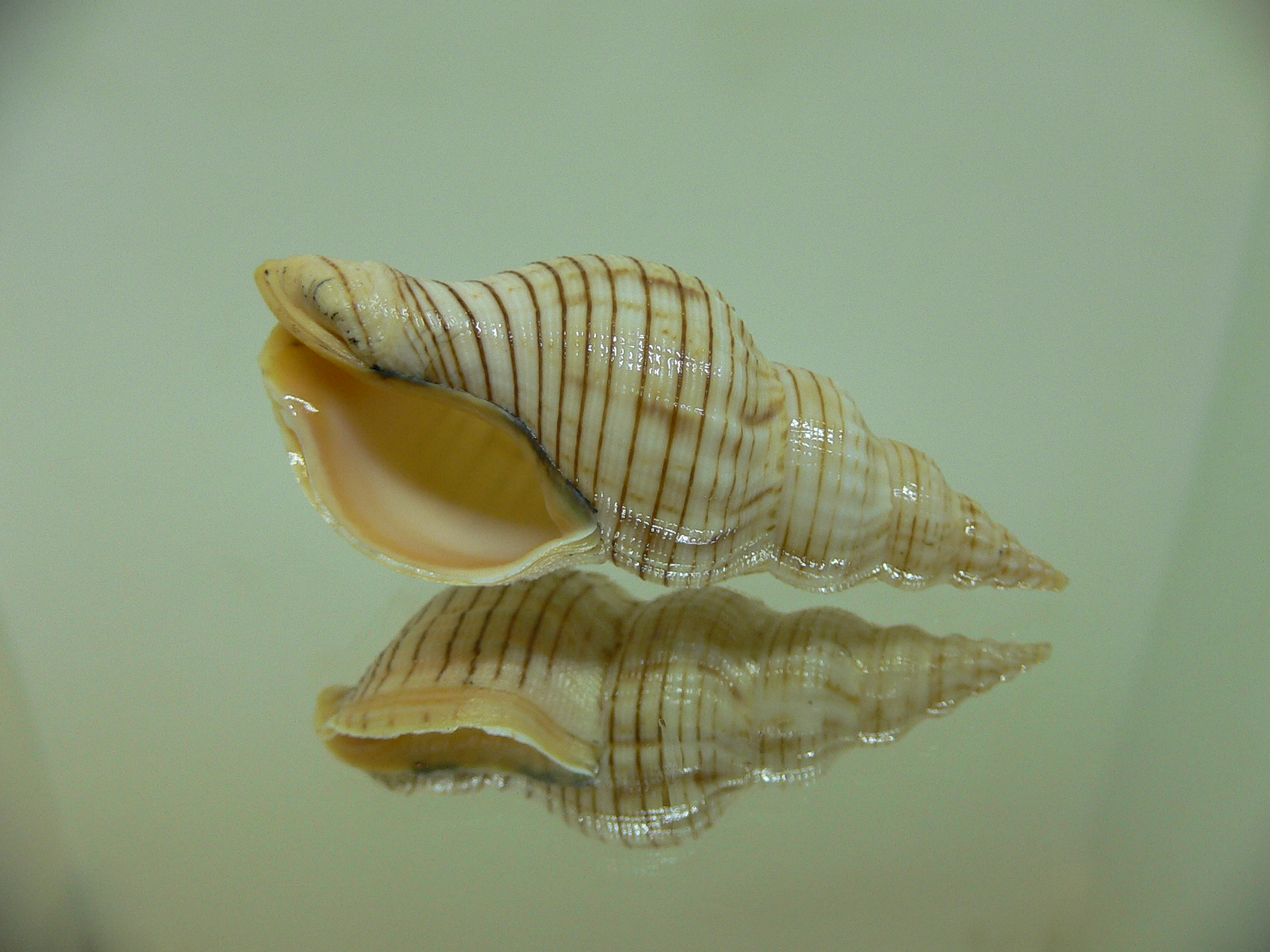 Siphonalia spadicea spadicea BIG