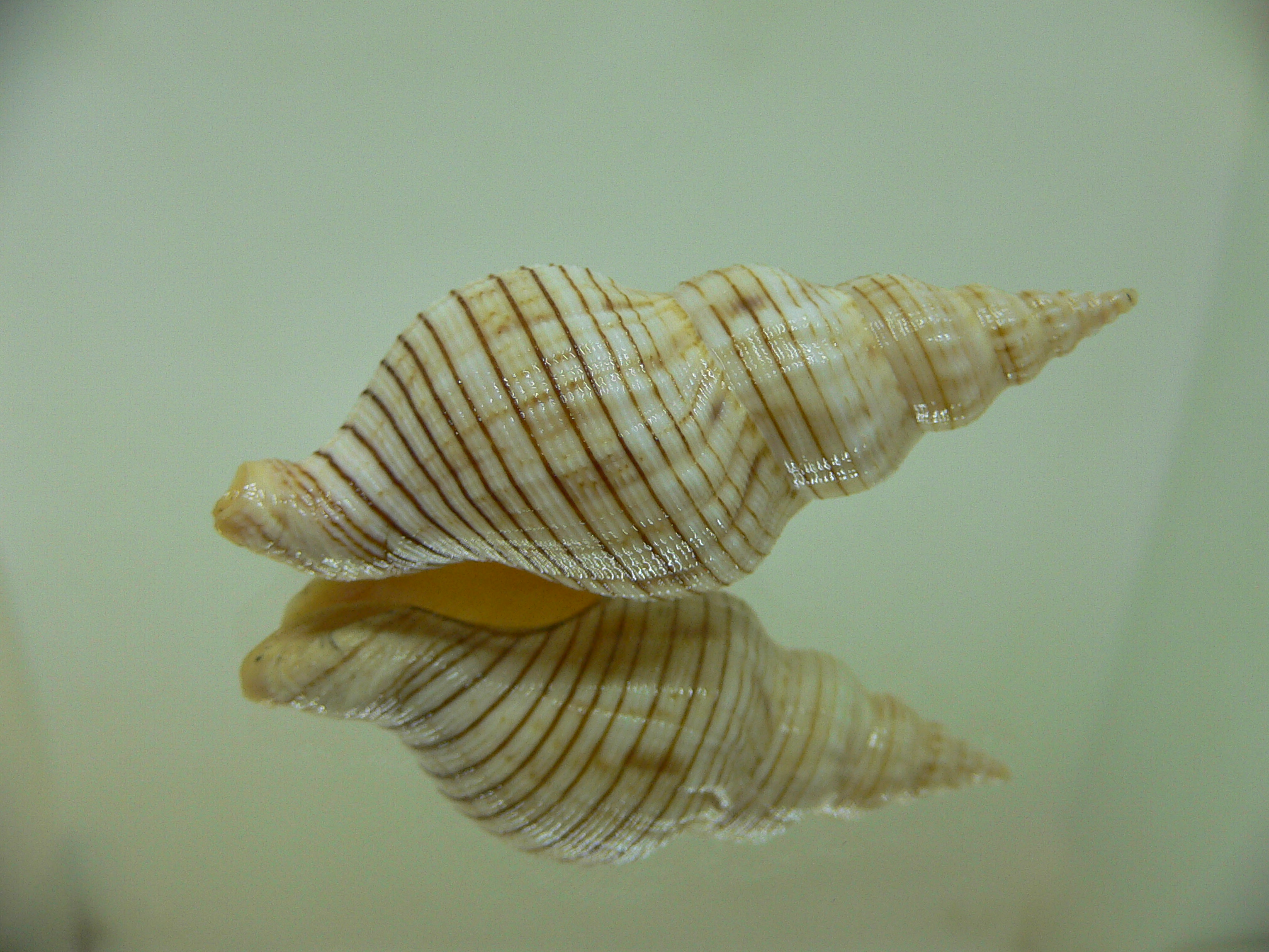 Siphonalia spadicea spadicea BIG