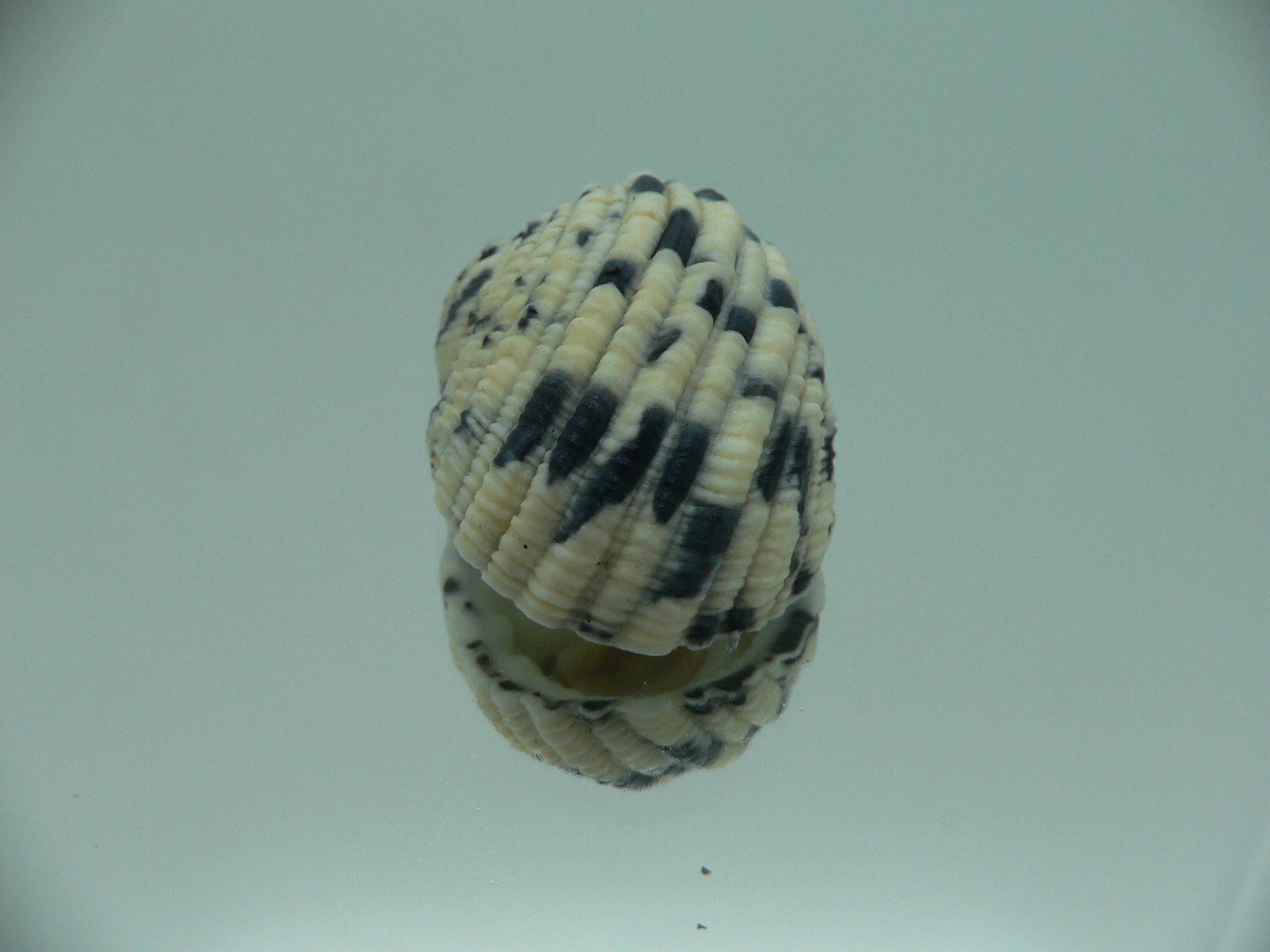 Nerita textilis IDEAL & BLACK-WHITE