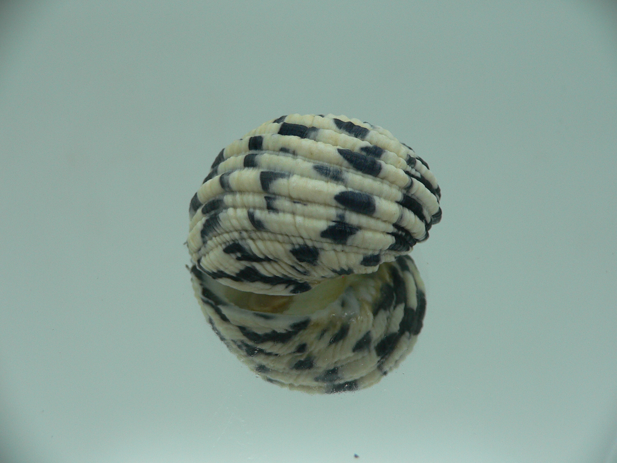 Nerita textilis IDEAL & BLACK-WHITE