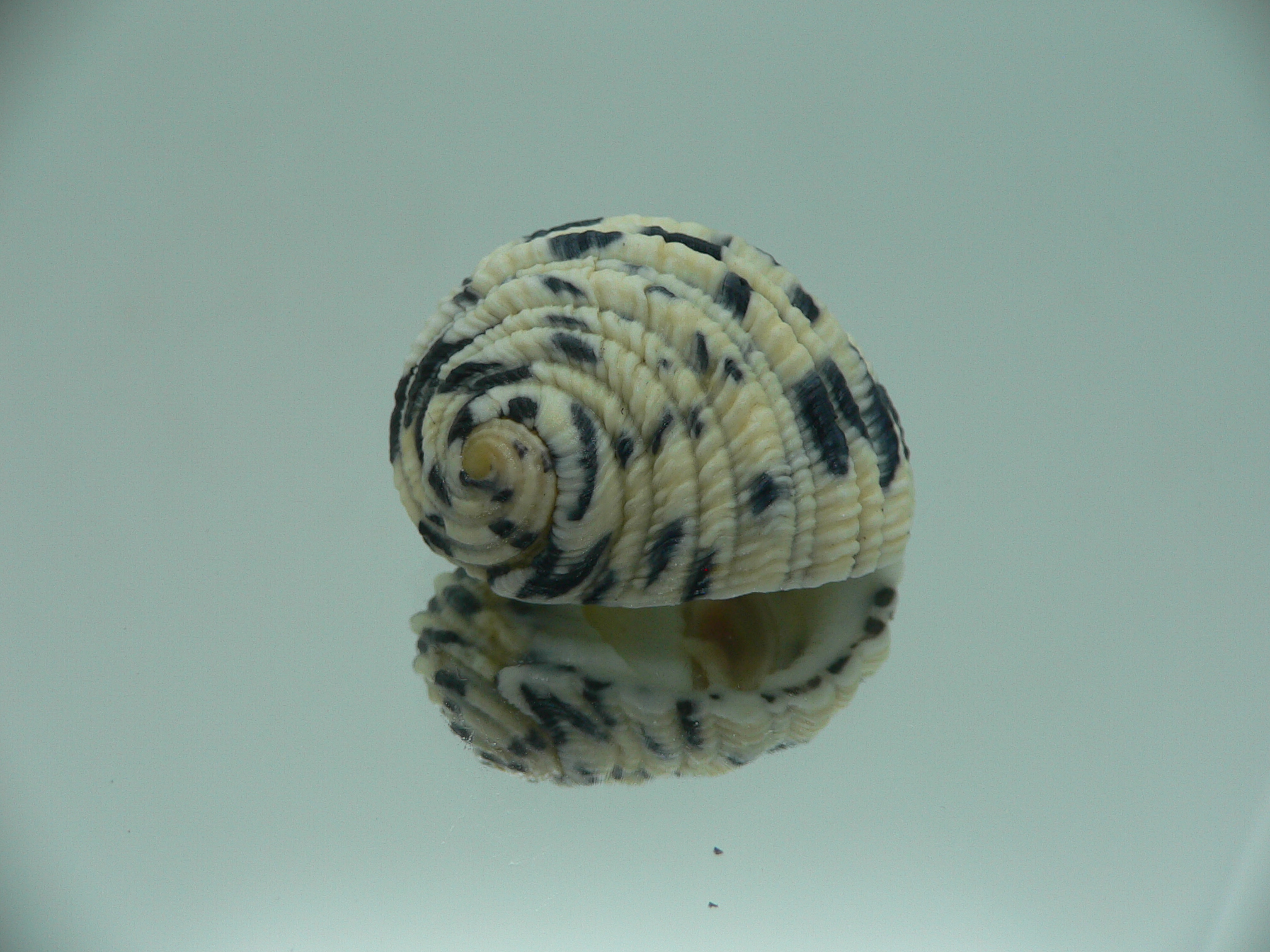 Nerita textilis IDEAL & BLACK-WHITE