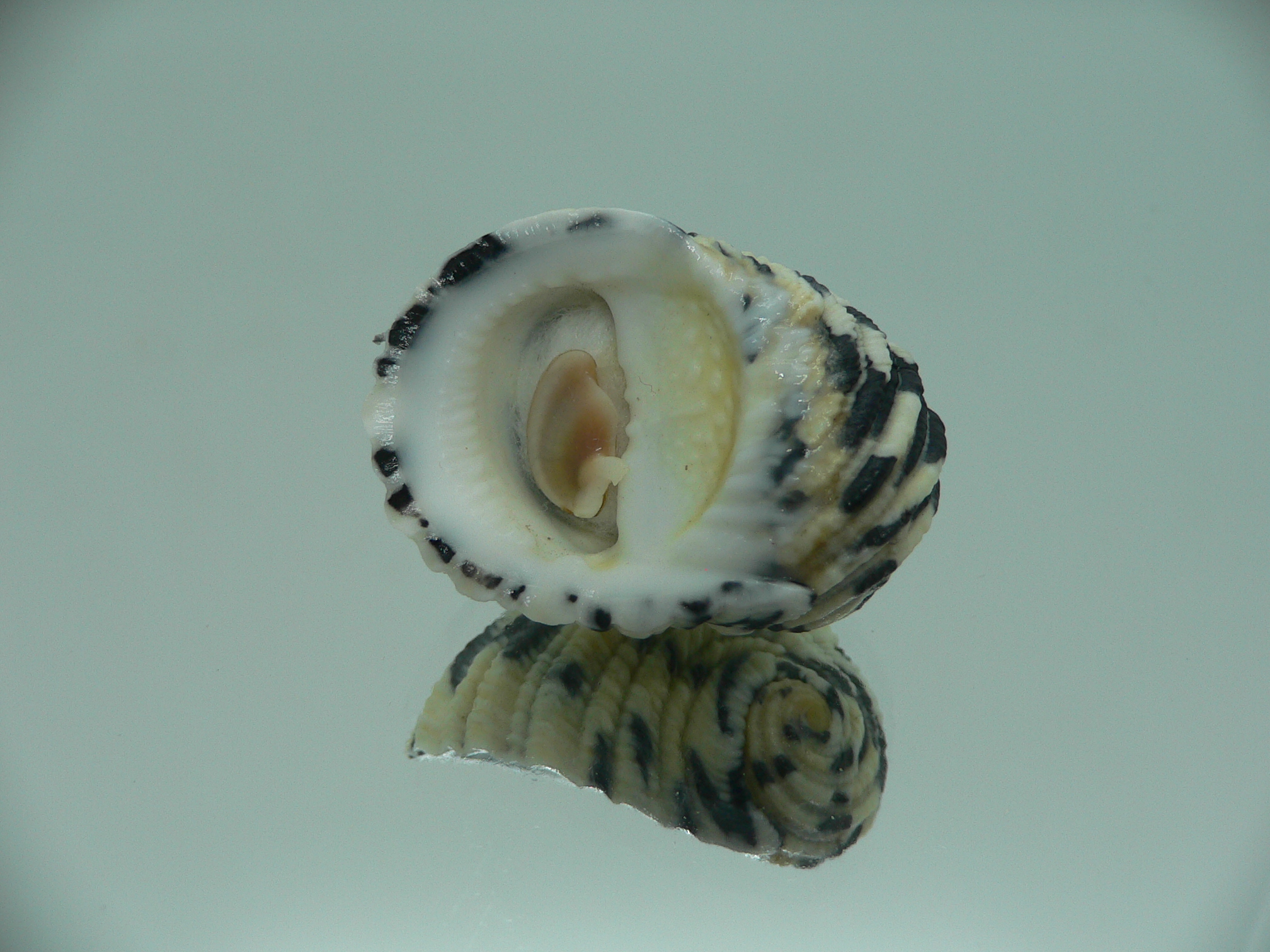 Nerita textilis IDEAL & BLACK-WHITE