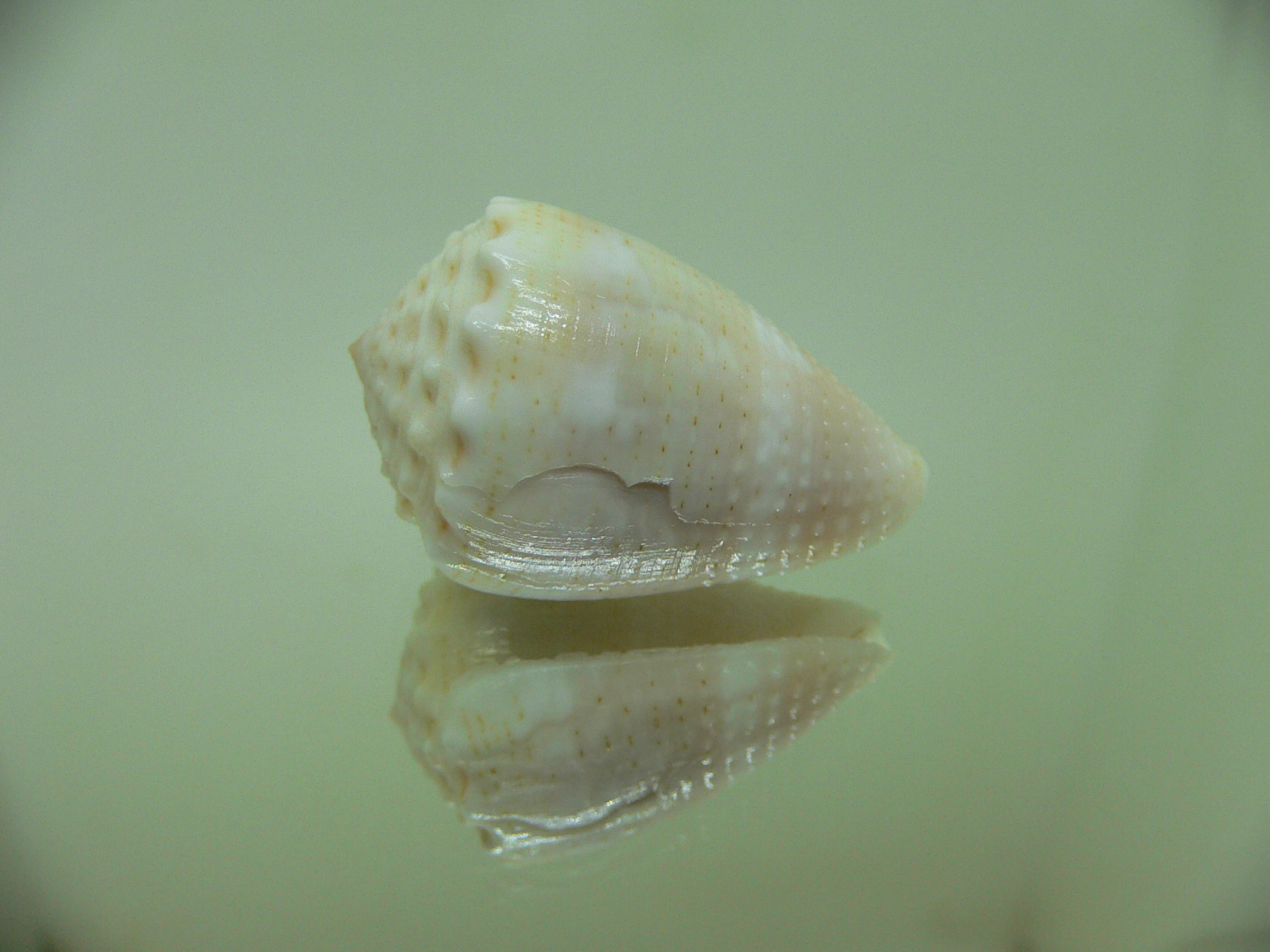 Conus miliaris miliaris WHITE