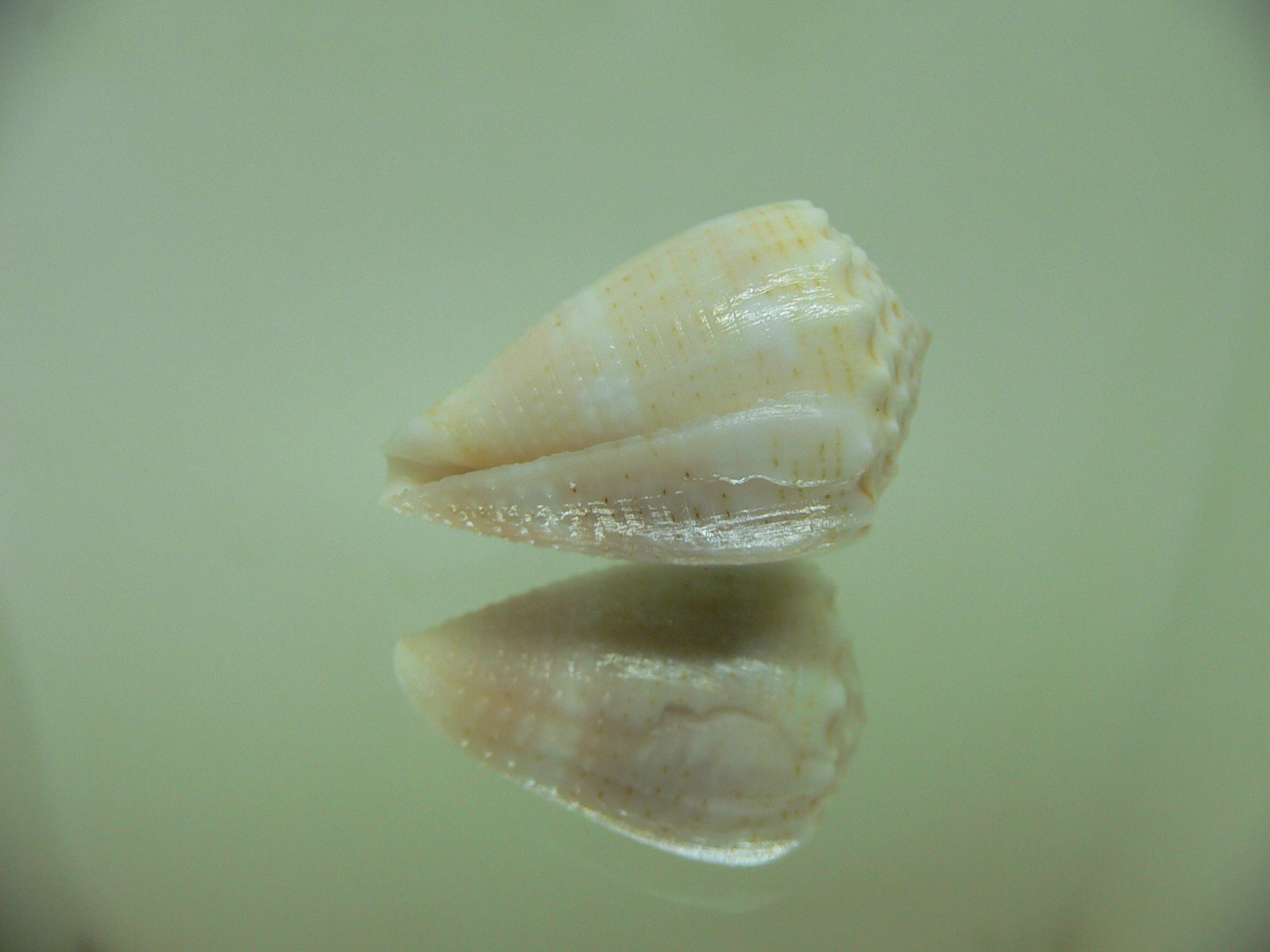 Conus miliaris miliaris WHITE