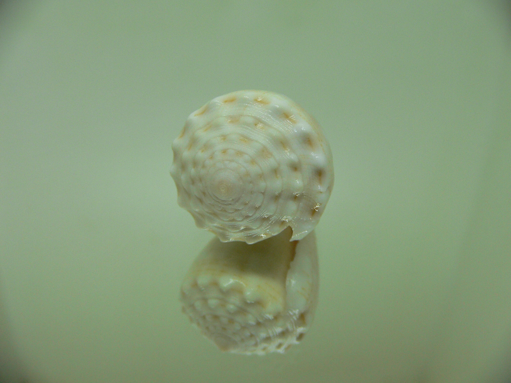 Conus miliaris miliaris WHITE