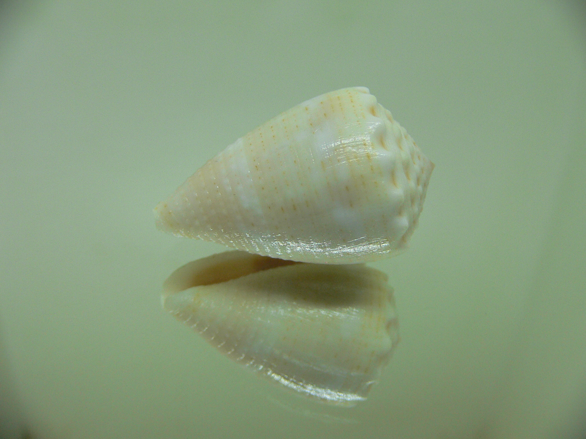 Conus miliaris miliaris WHITE