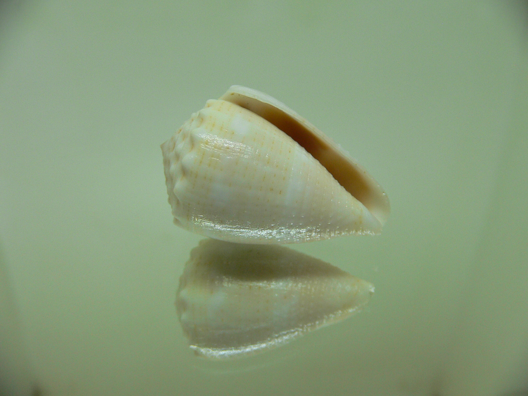 Conus miliaris miliaris WHITE