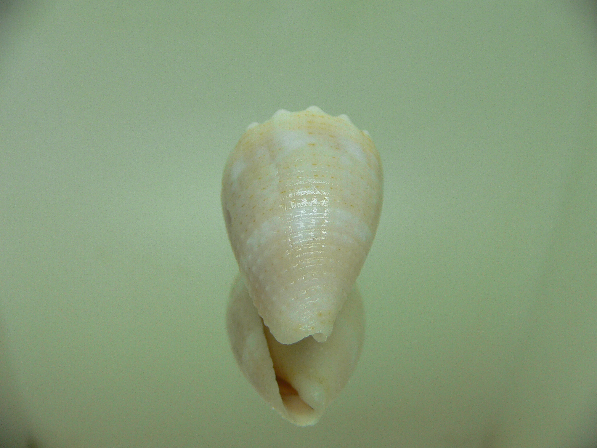 Conus miliaris miliaris WHITE