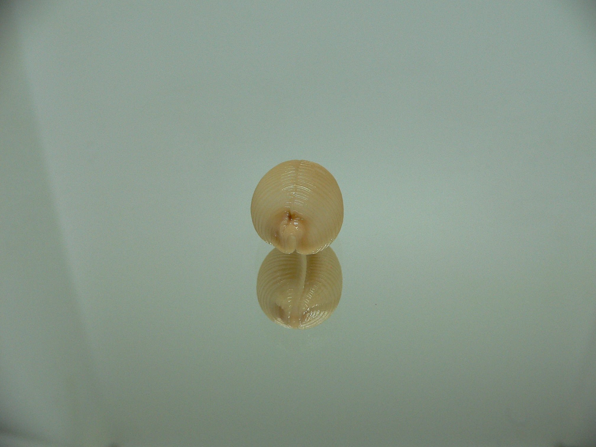 Cypraea childreni leforti 3