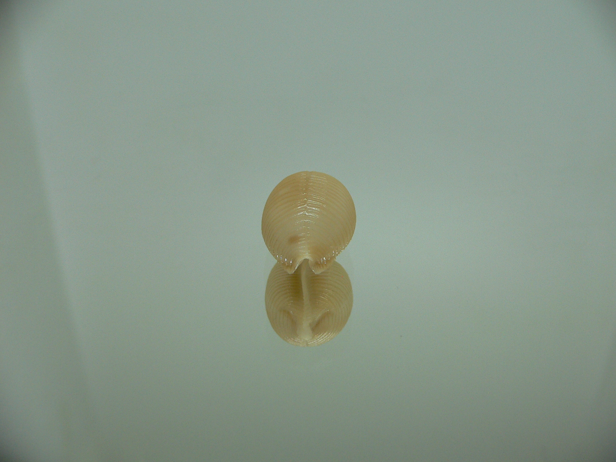 Cypraea childreni leforti 3