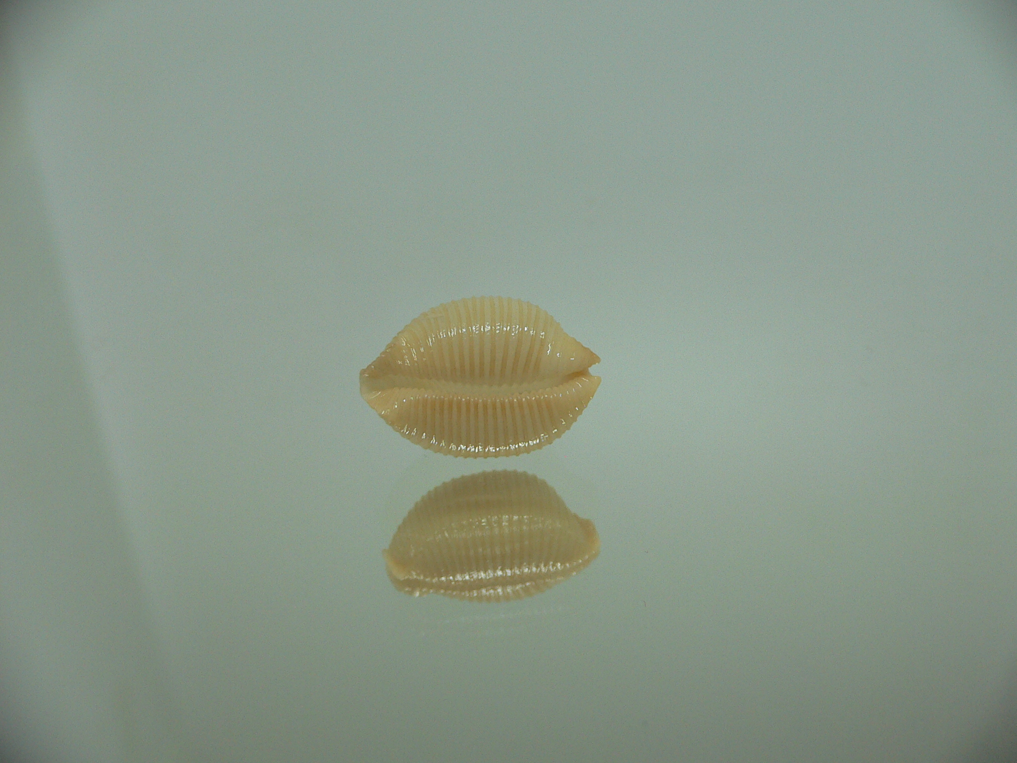 Cypraea childreni leforti 3