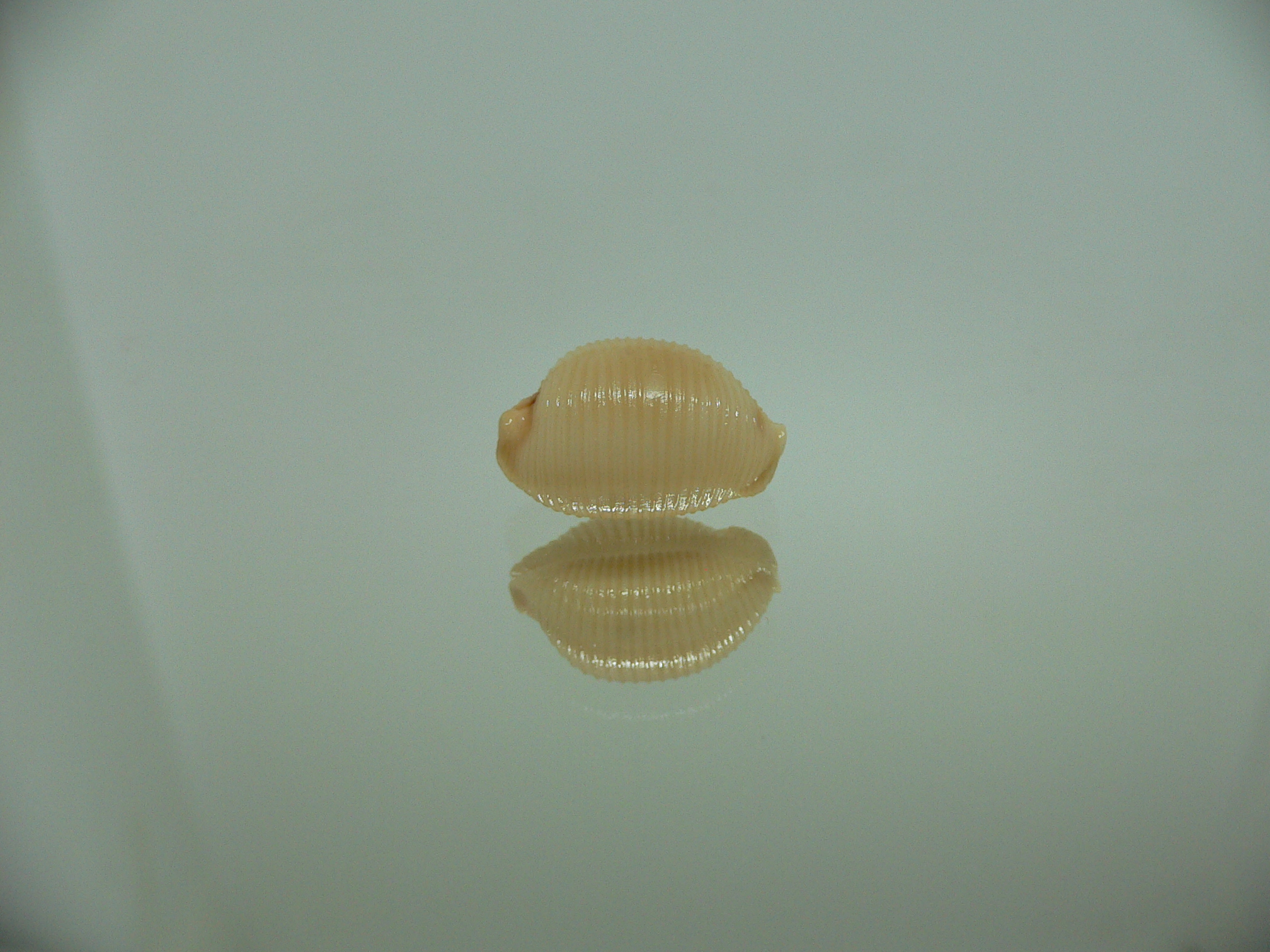 Cypraea childreni leforti 3