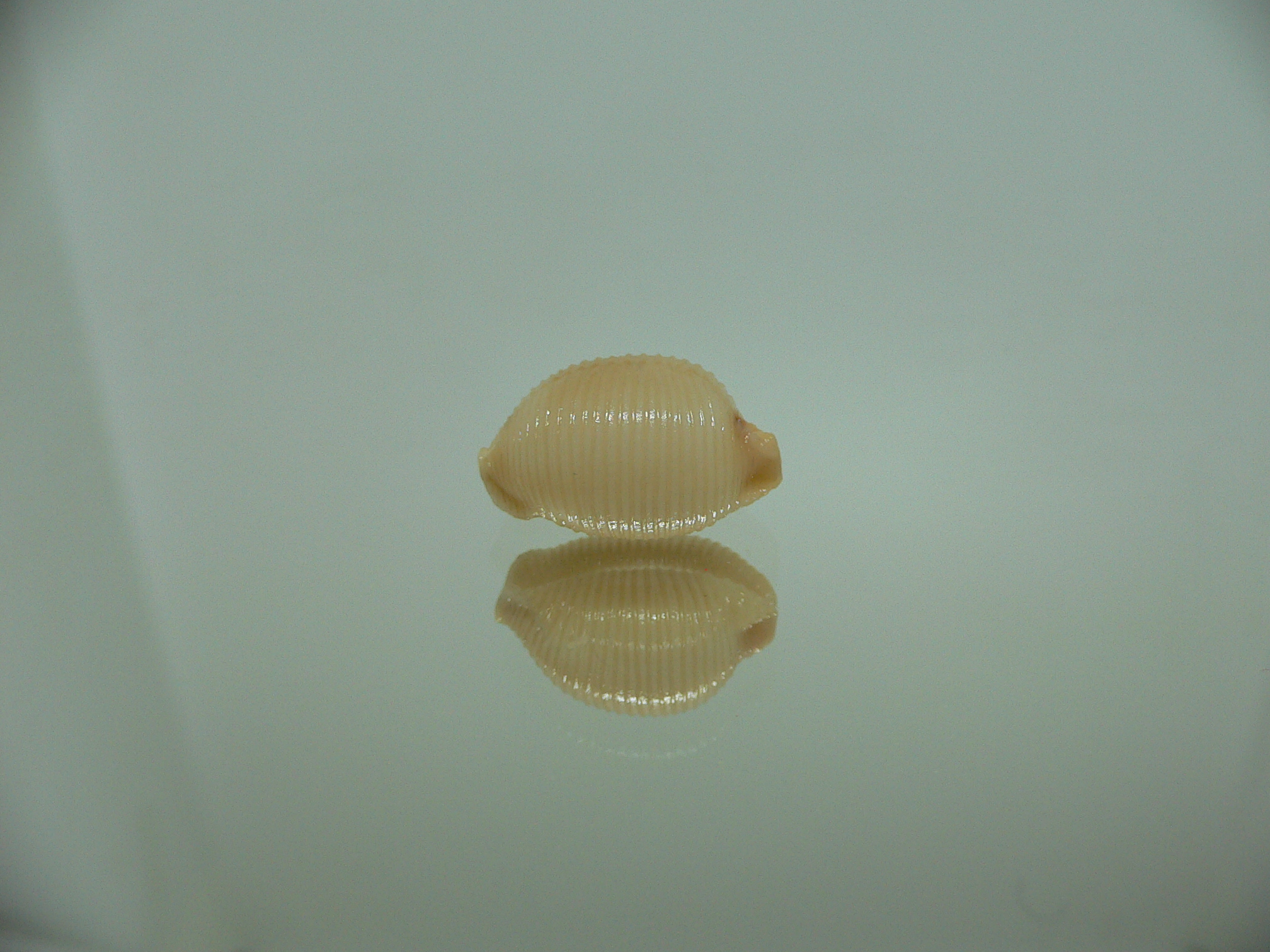 Cypraea childreni leforti 3