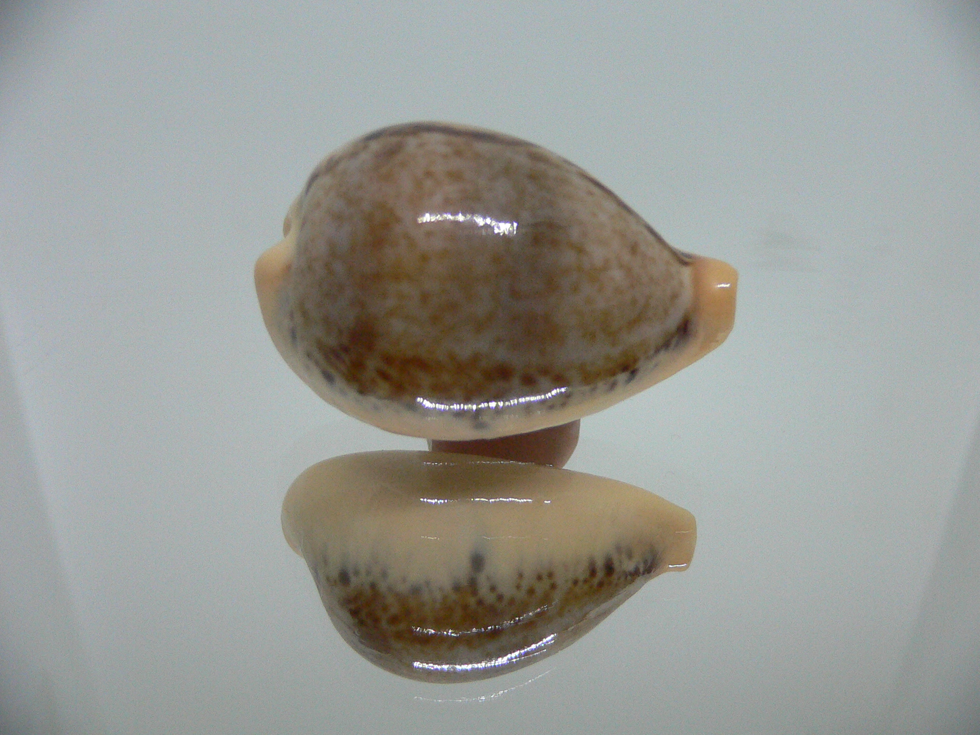 Cypraea hungerfordi hungerfordi UNUSUAL & SMOKY