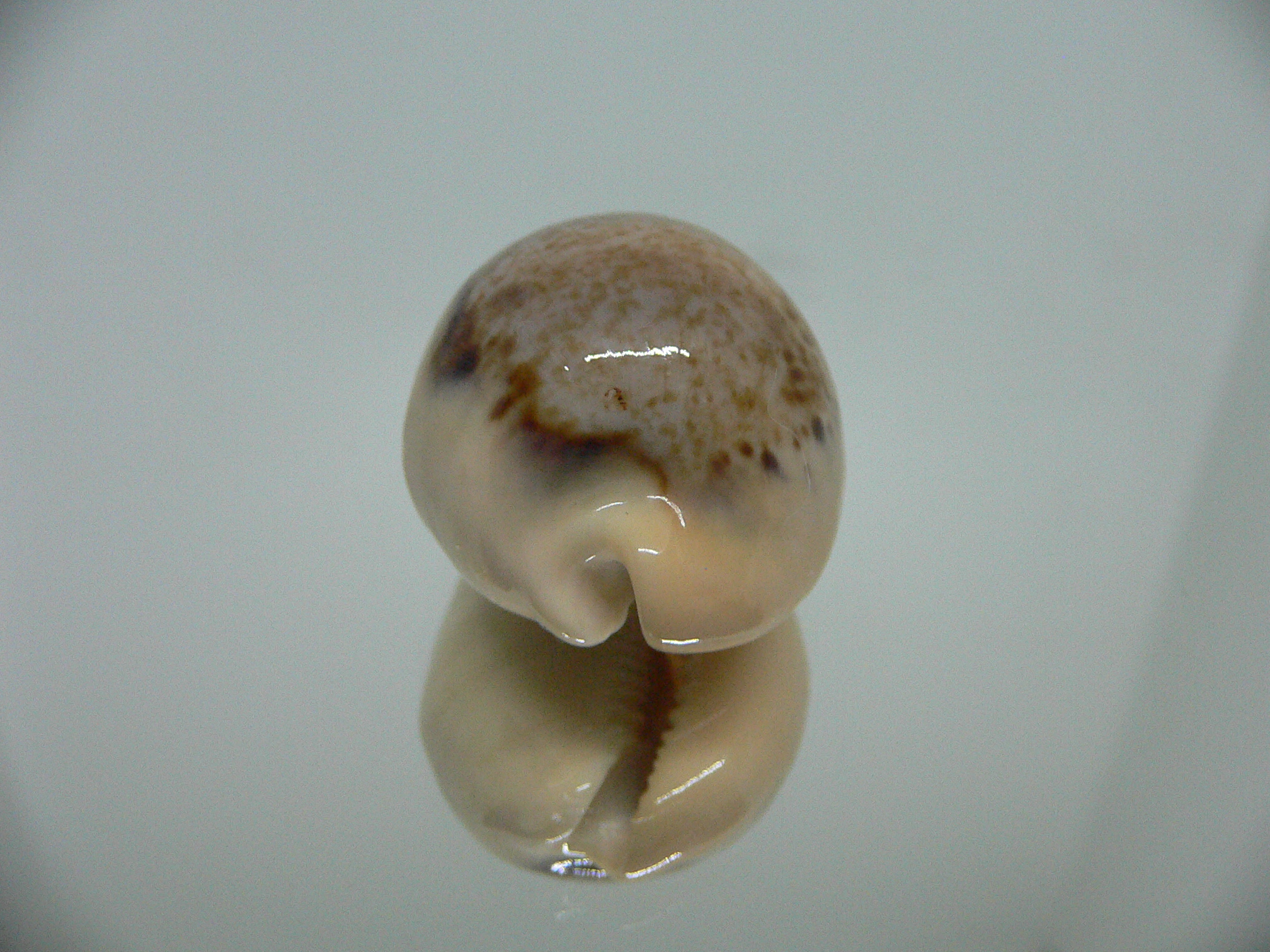 Cypraea hungerfordi hungerfordi UNUSUAL & SMOKY