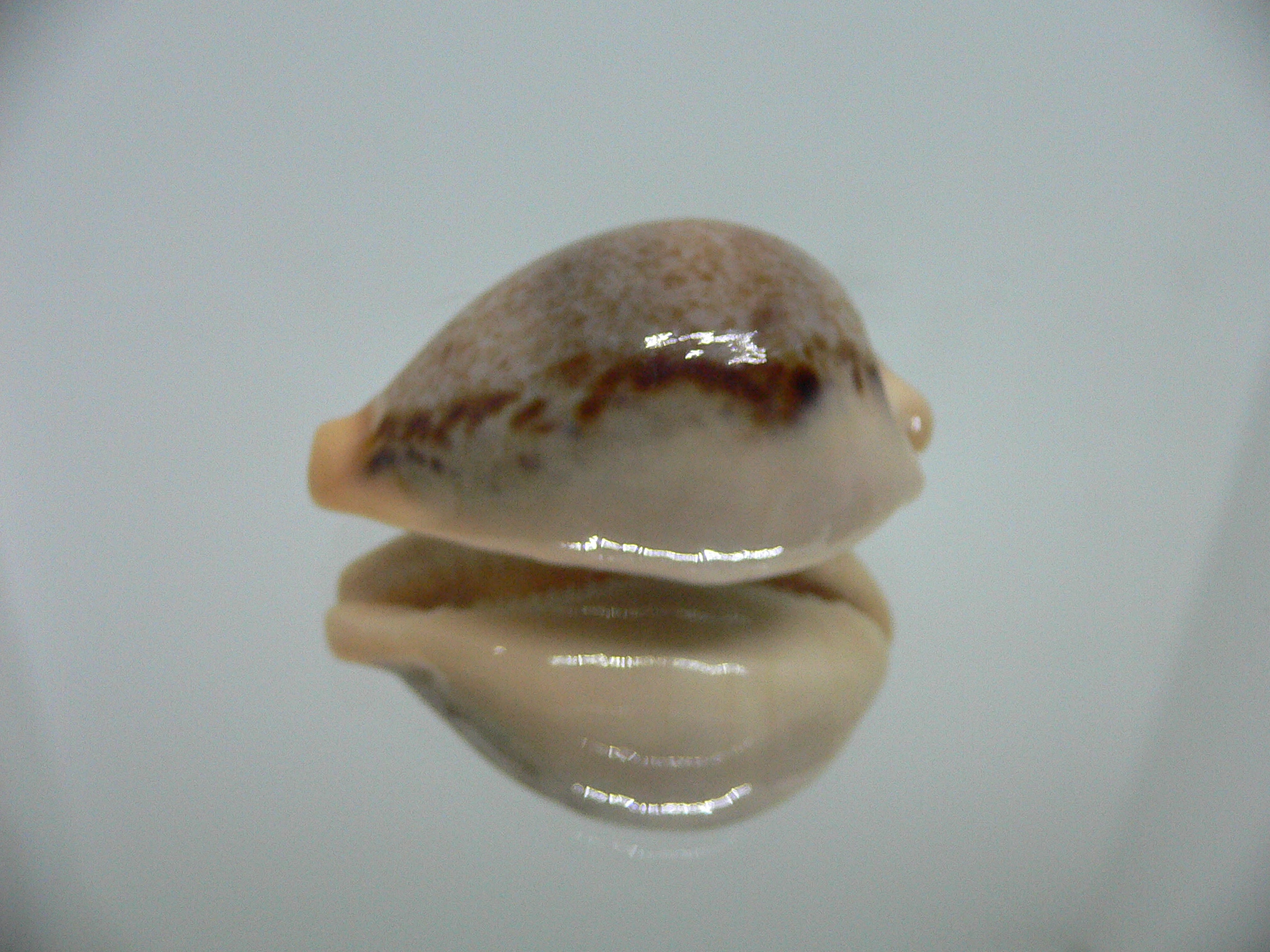 Cypraea hungerfordi hungerfordi UNUSUAL & SMOKY