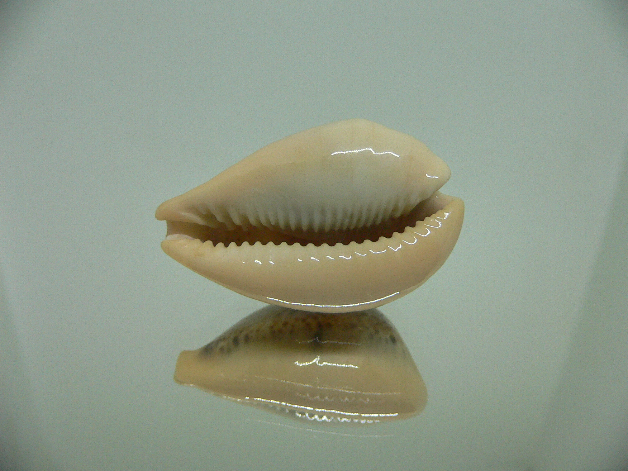 Cypraea hungerfordi hungerfordi UNUSUAL & SMOKY