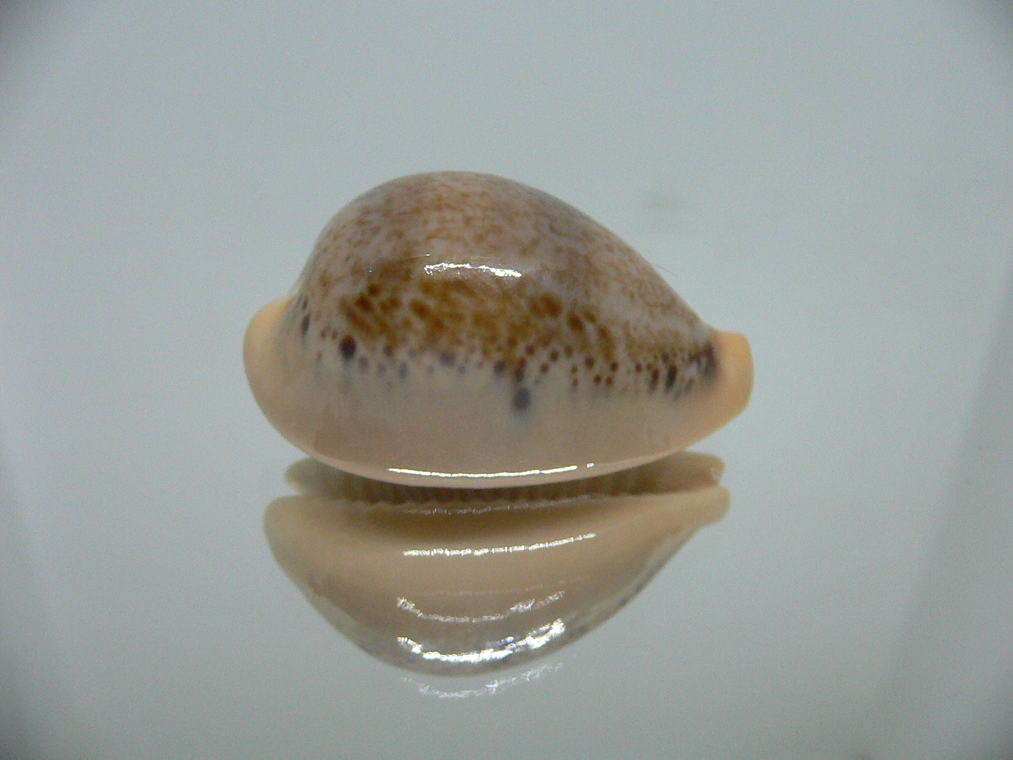 Cypraea hungerfordi hungerfordi UNUSUAL & SMOKY