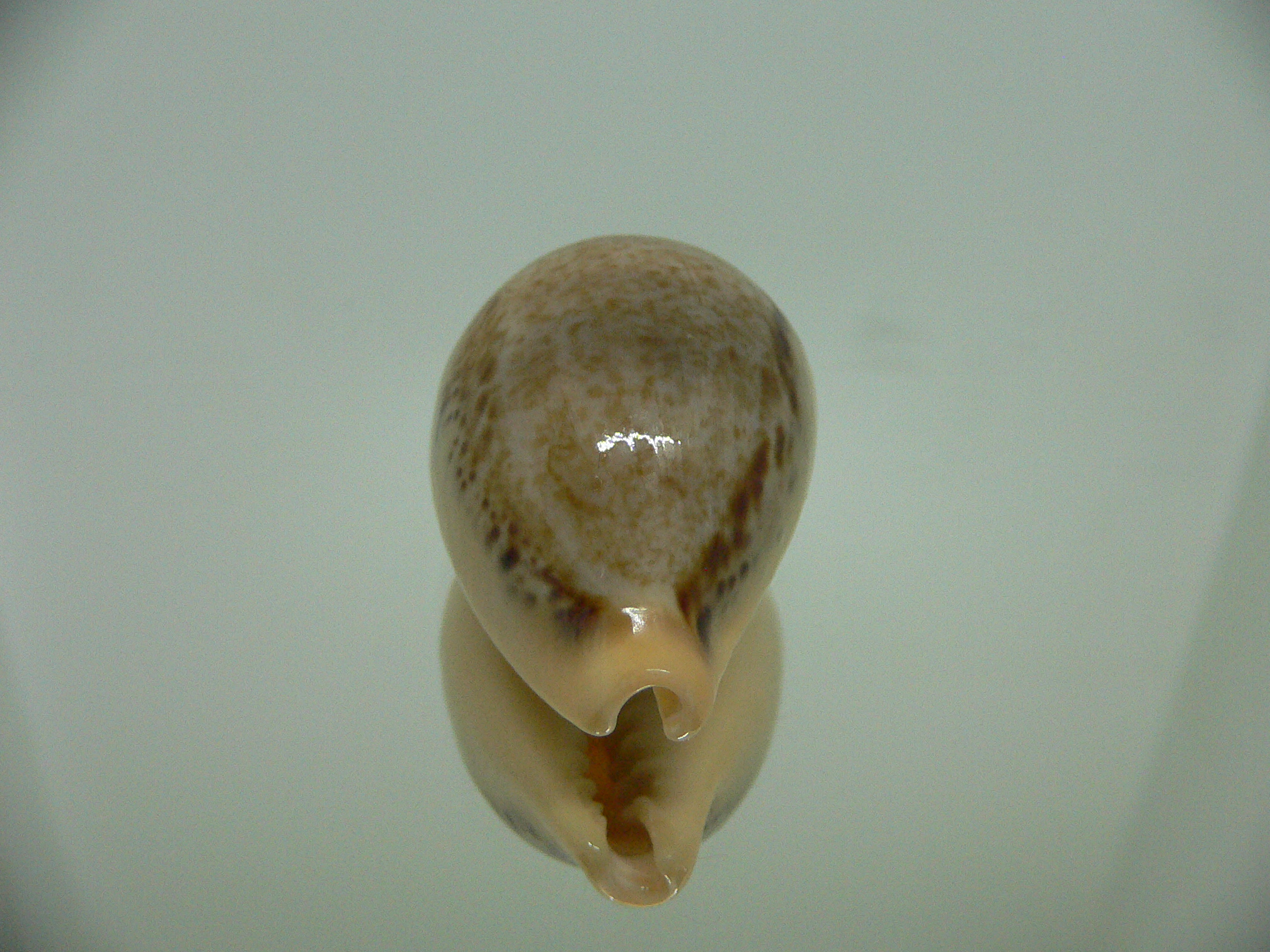 Cypraea hungerfordi hungerfordi UNUSUAL & SMOKY